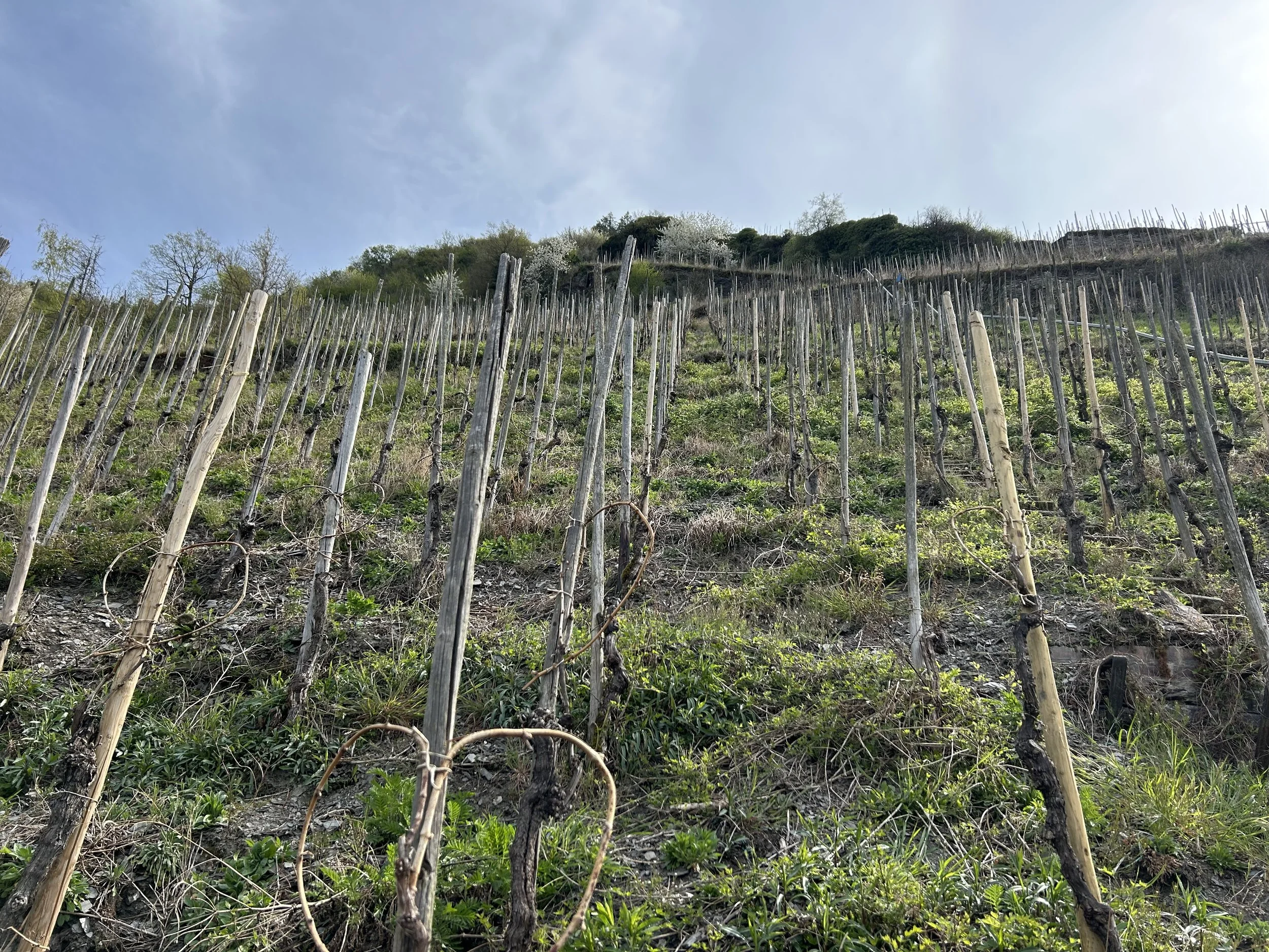 2025 German Riesling -         The Drinkle Report