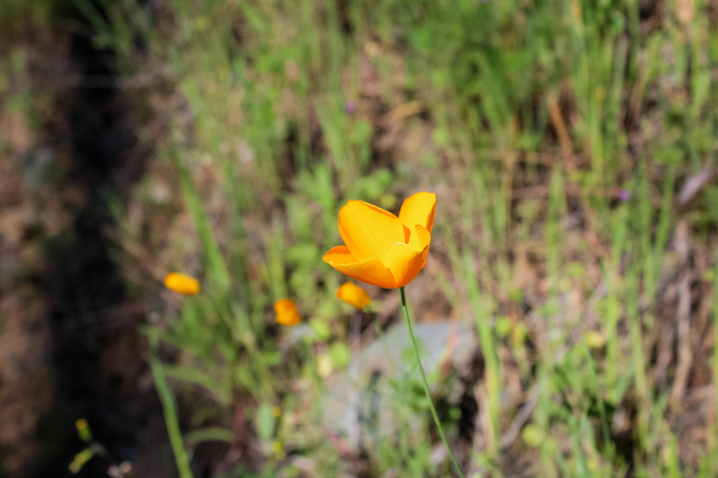  Close up of a California poppy on the American River Confluence Trail in Auburn, CA. #visitauburnca 