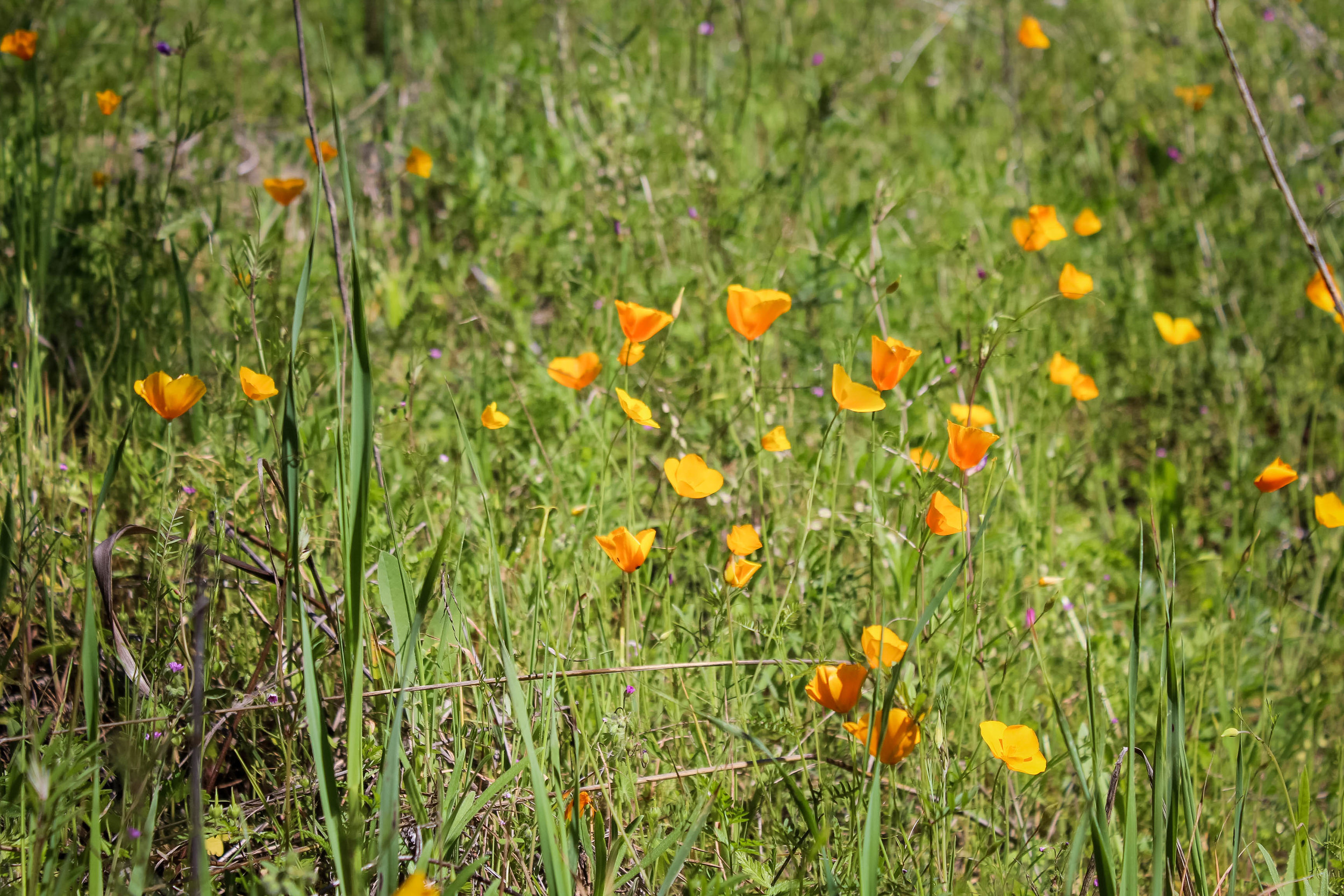  Group of California poppies on the American River Confluence Trail in Auburn, CA. #visitauburnca 