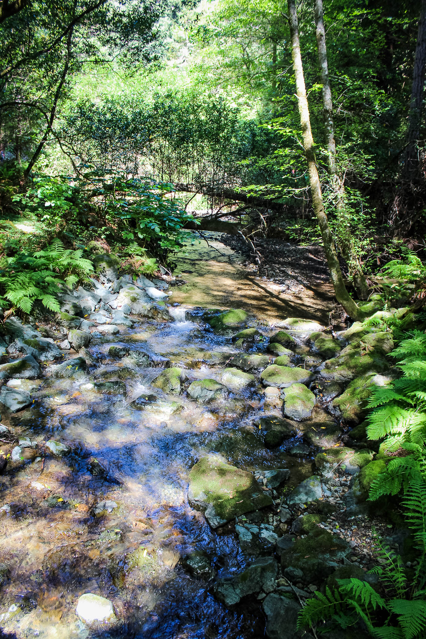 Muir Woods