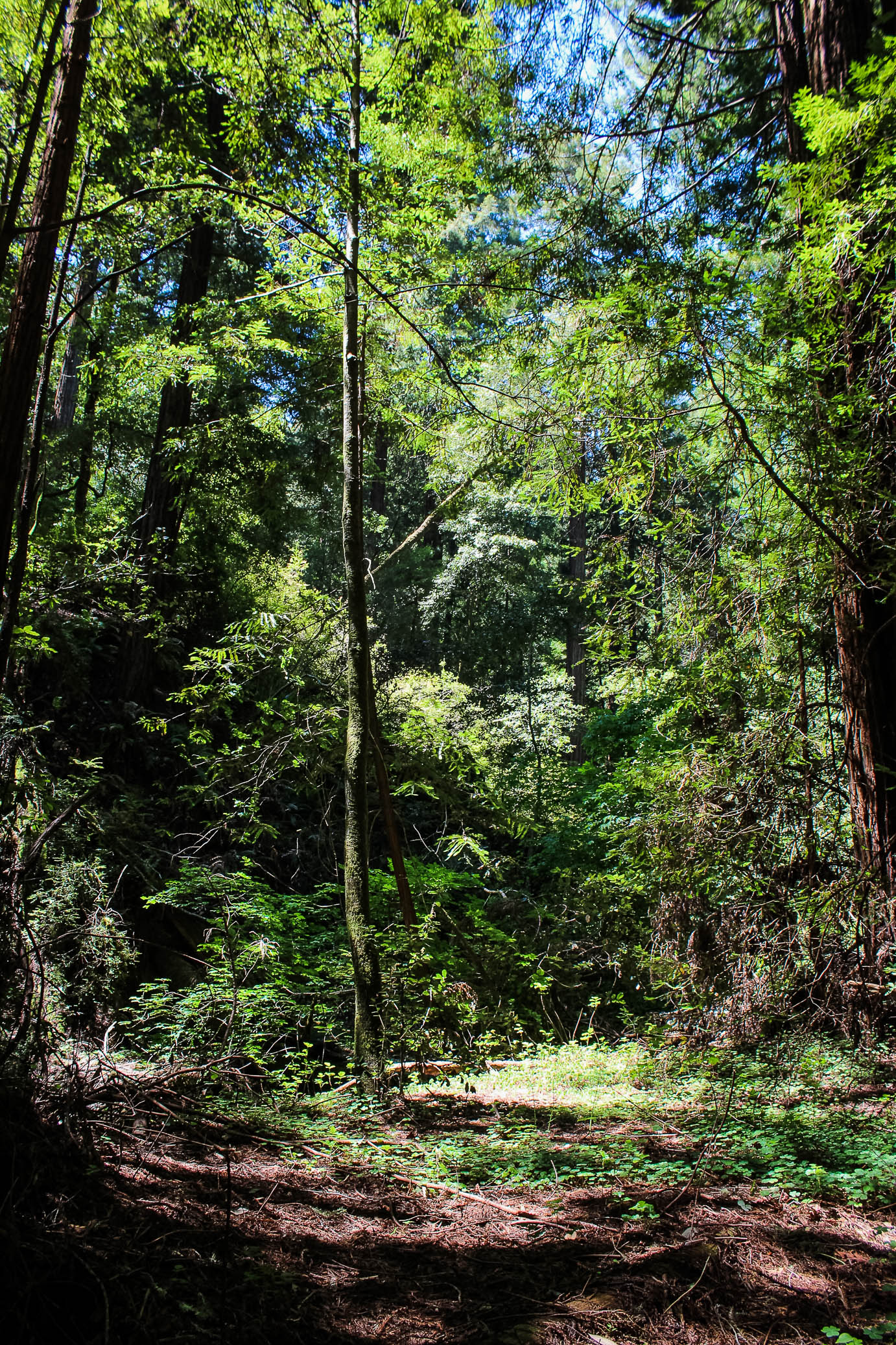 Muir Woods