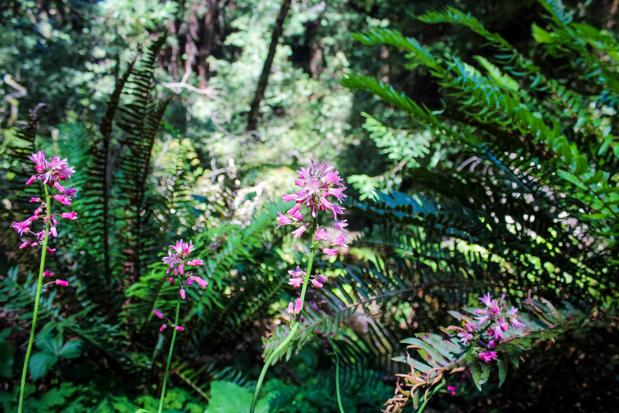 muir woods