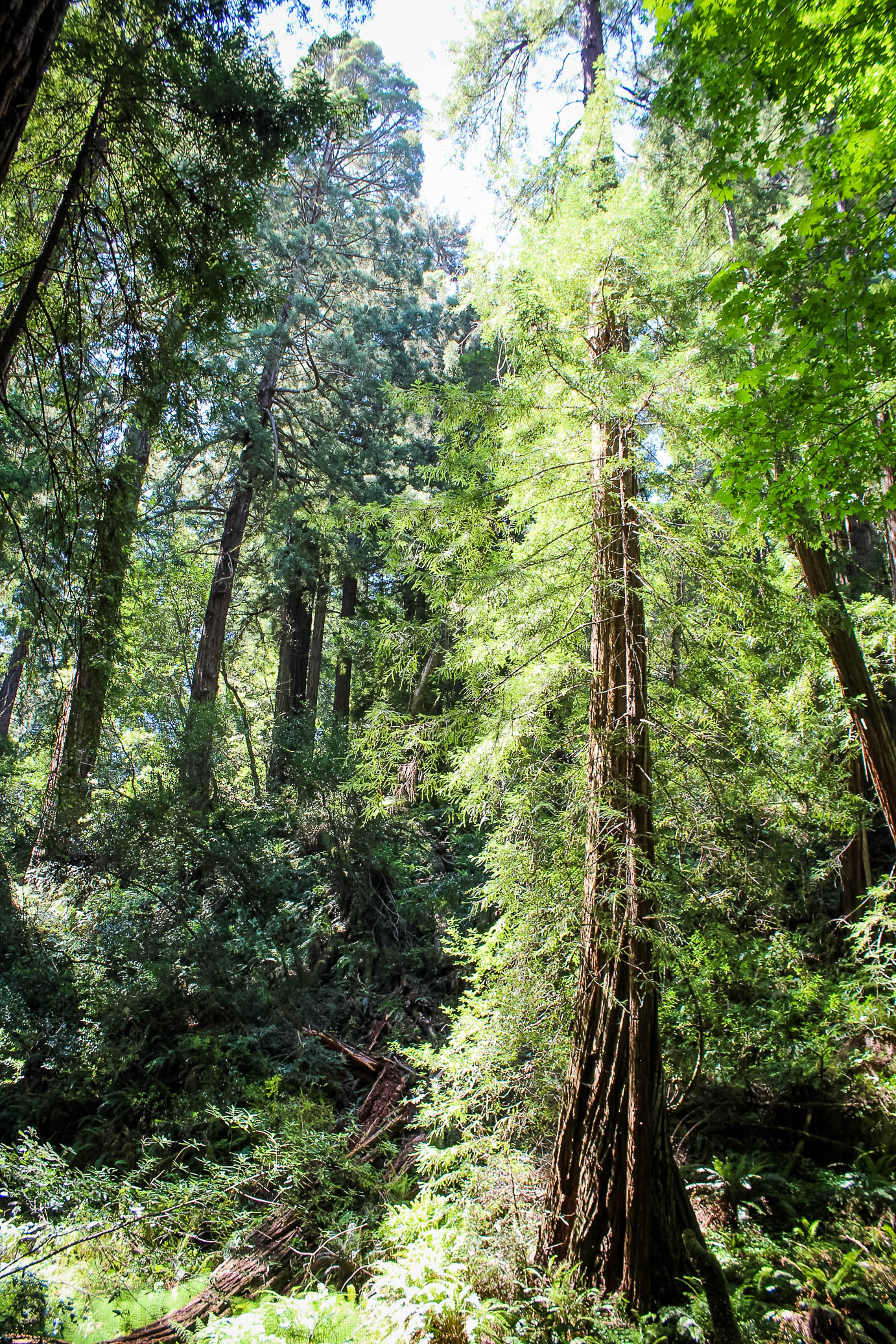 muir woods