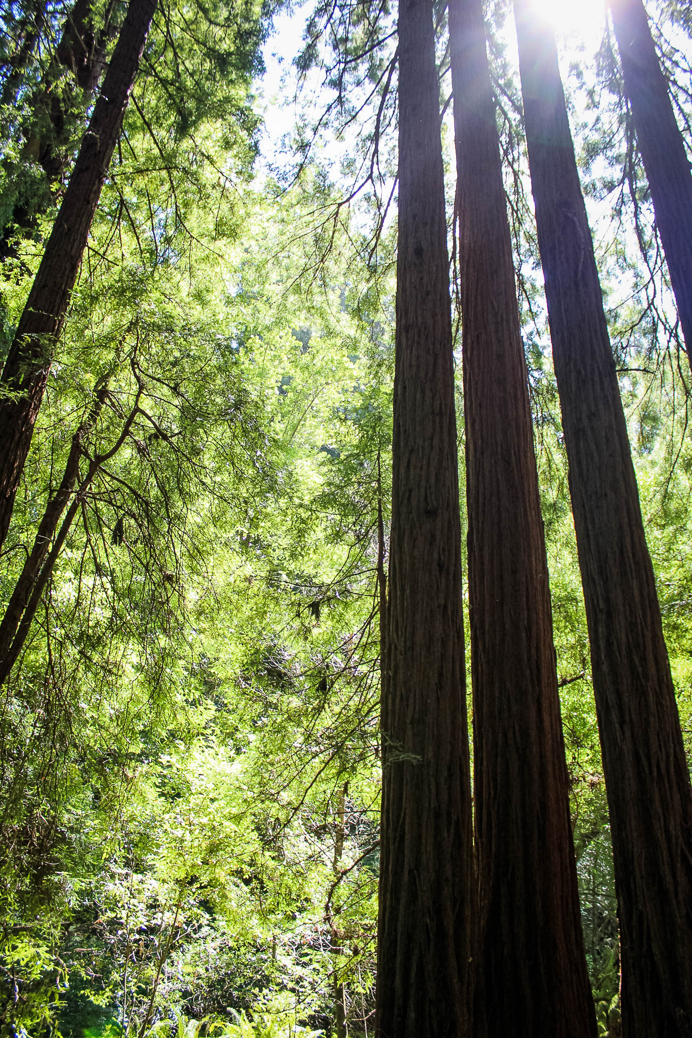 muir woods