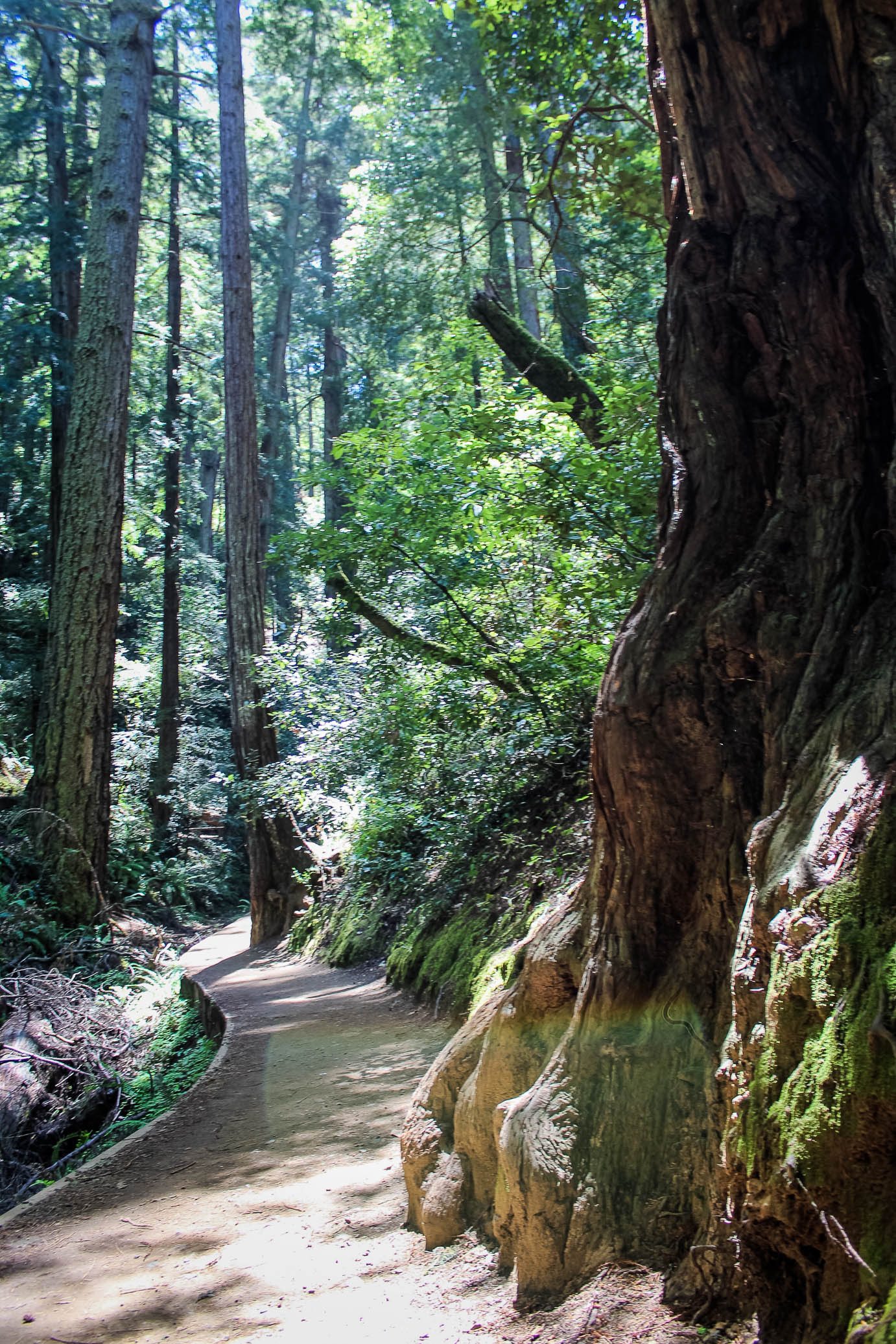 muir woods