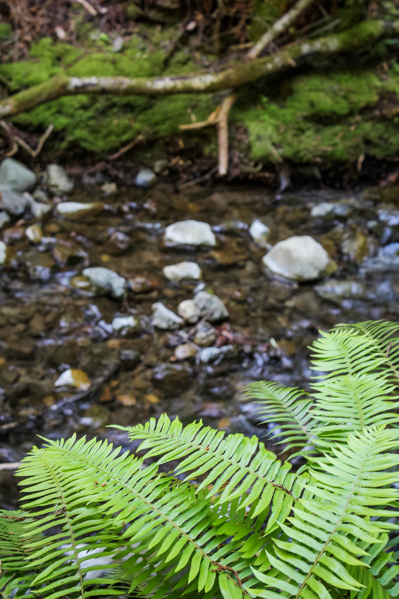 muir woods