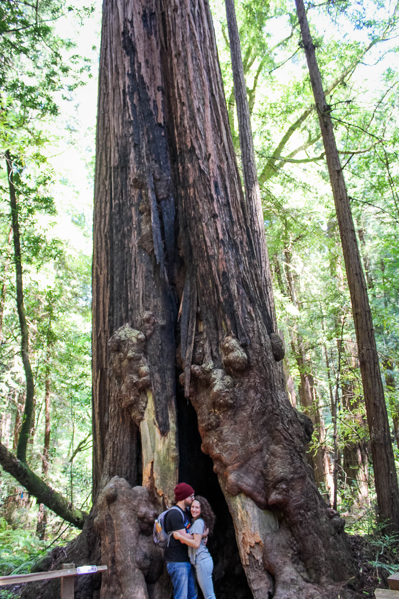 MuirWoods-40.jpg