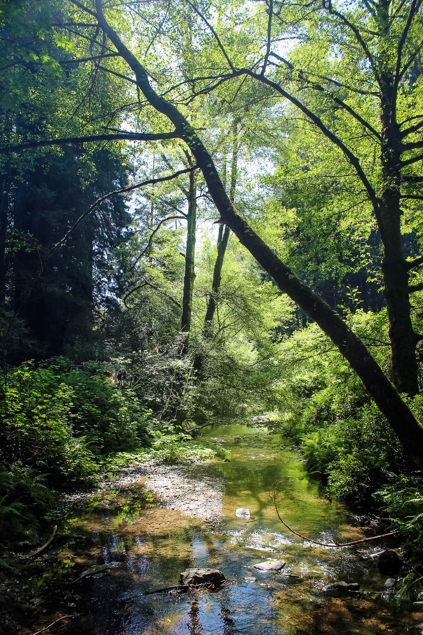 MuirWoods-44.jpg