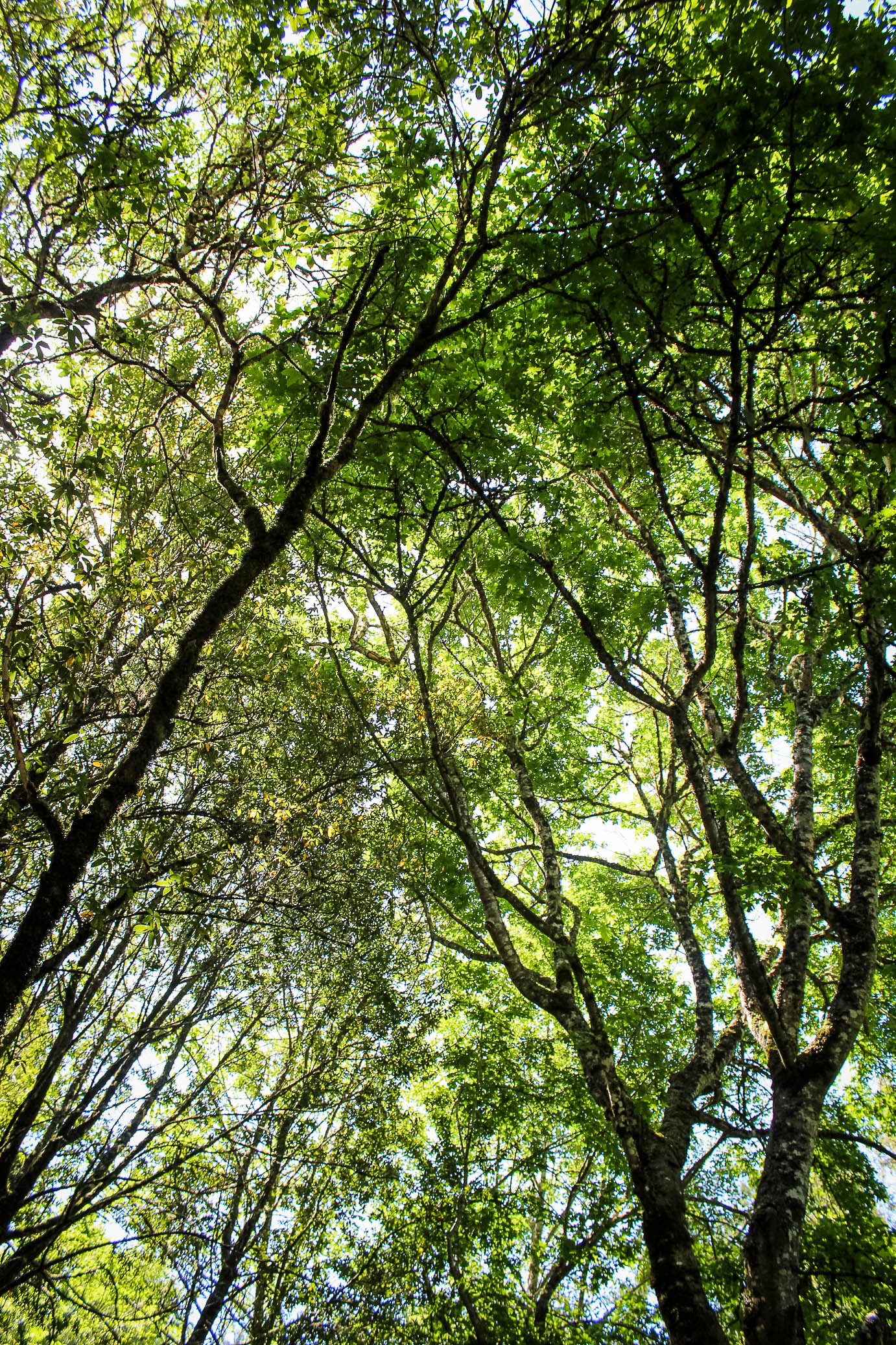 MuirWoods-81.jpg