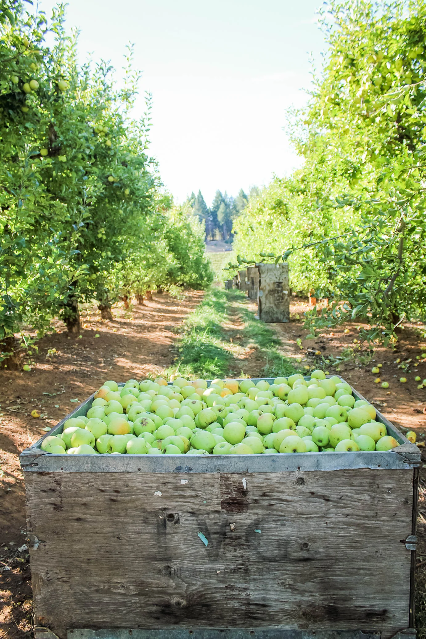 Apples at Kids Inc/Delfino Family Farm in Apple Hill, CA