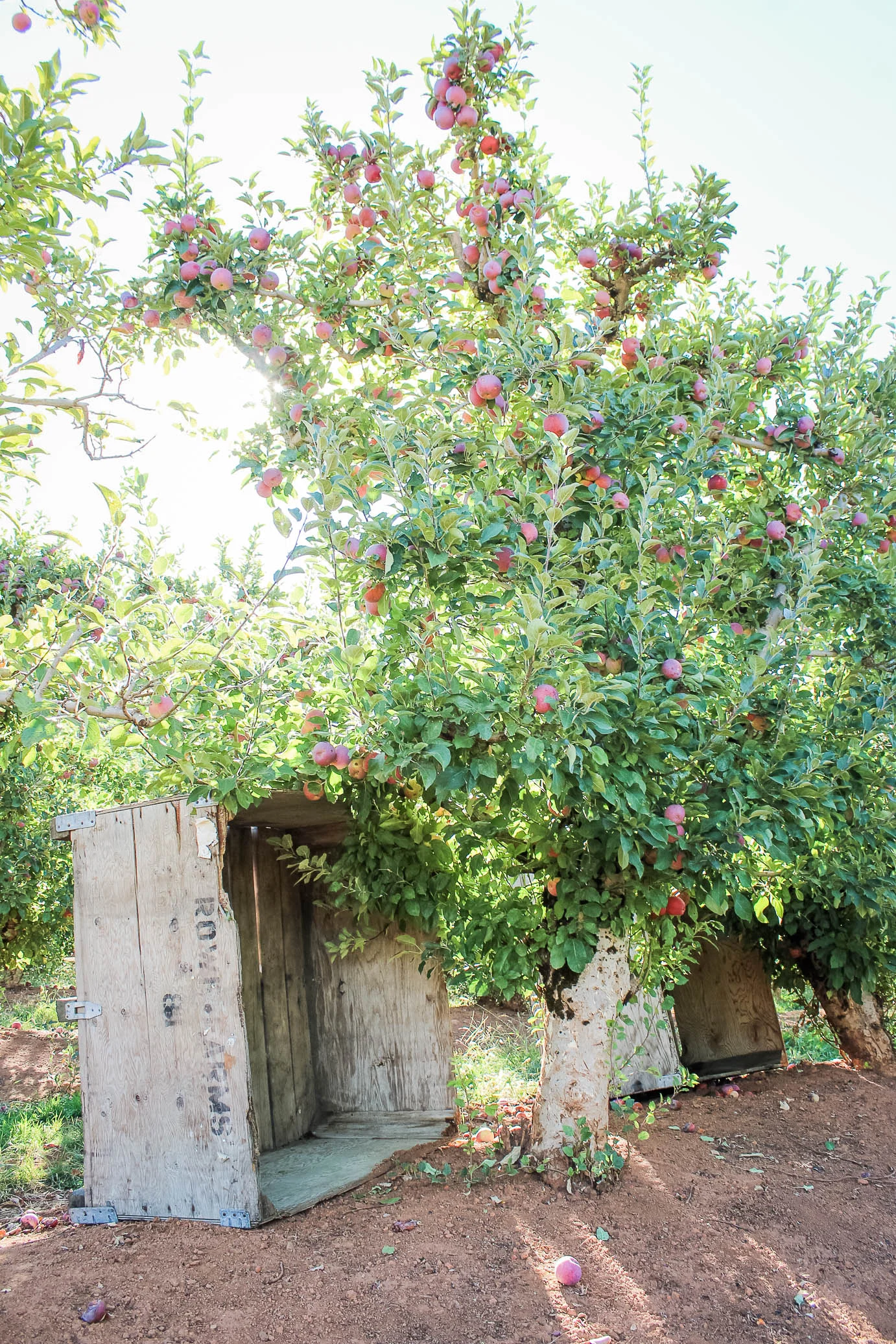 Apples at Kids Inc/Delfino Family Farm in Apple Hill, CA
