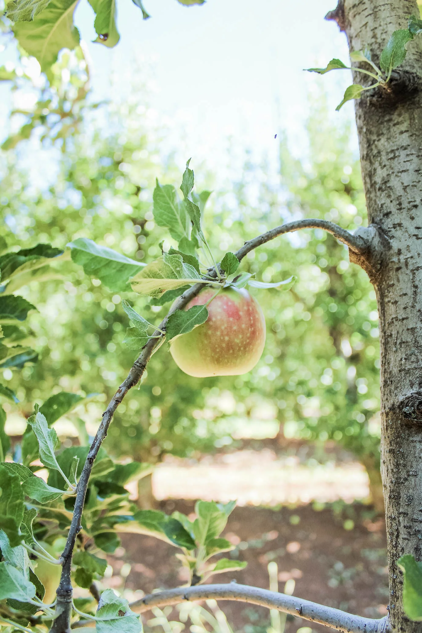 Apples at Kids Inc/Delfino Family Farm in Apple Hill, CA