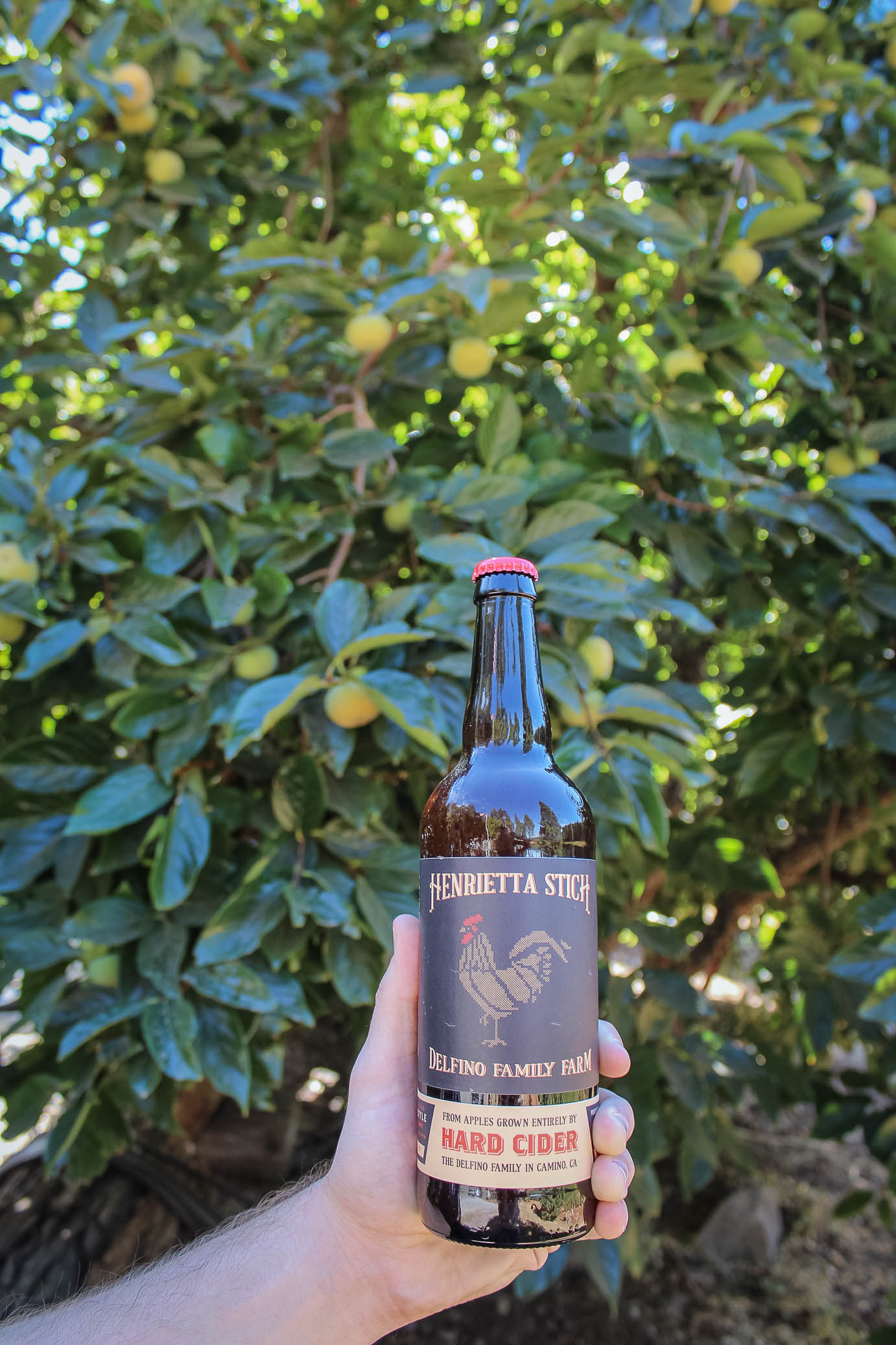 Bottle of the second batch of Henrietta Stitch hard apple cider at Kids Inc/Delfino Family Farm in Apple Hill, CA