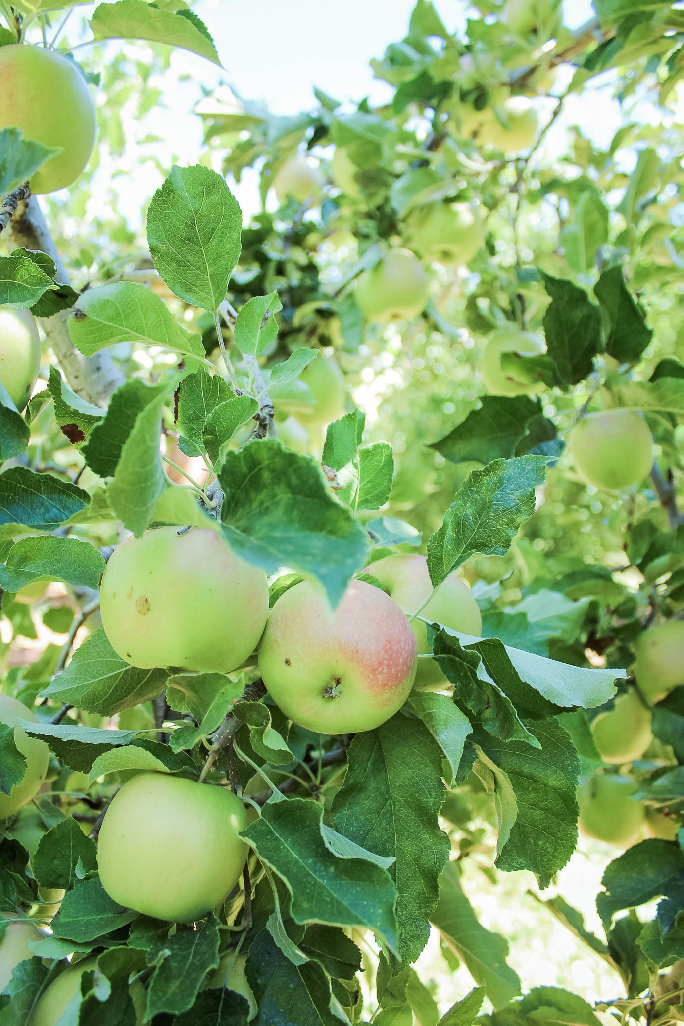 apples at Kids Inc in Apple Hill
