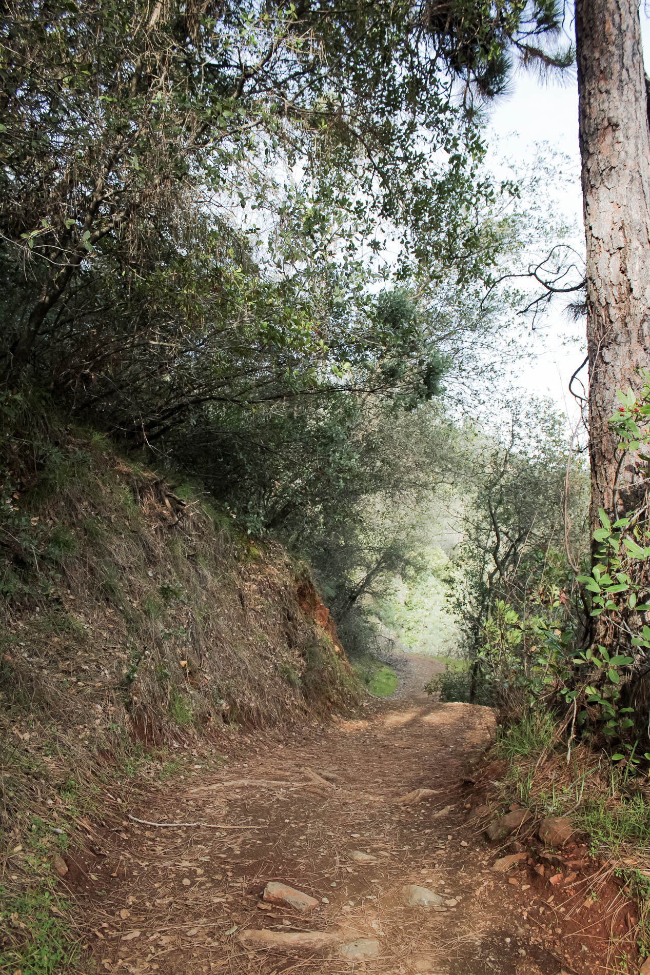 Sacramento area hikes: Auburn State Recreational Area Mountain Quarry Trail | tinted green
