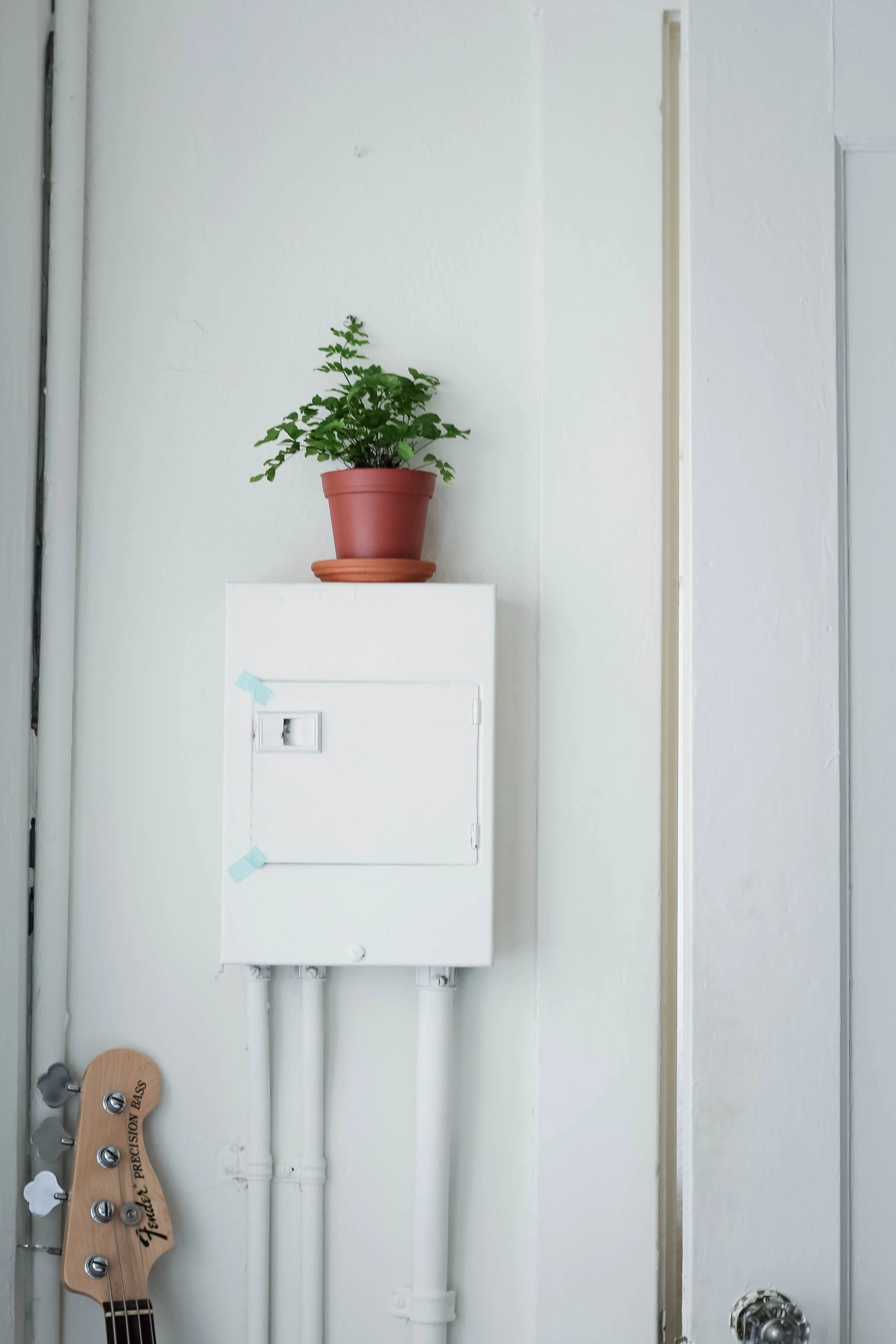 decorating with plants in a studio apartment | tintedgreen