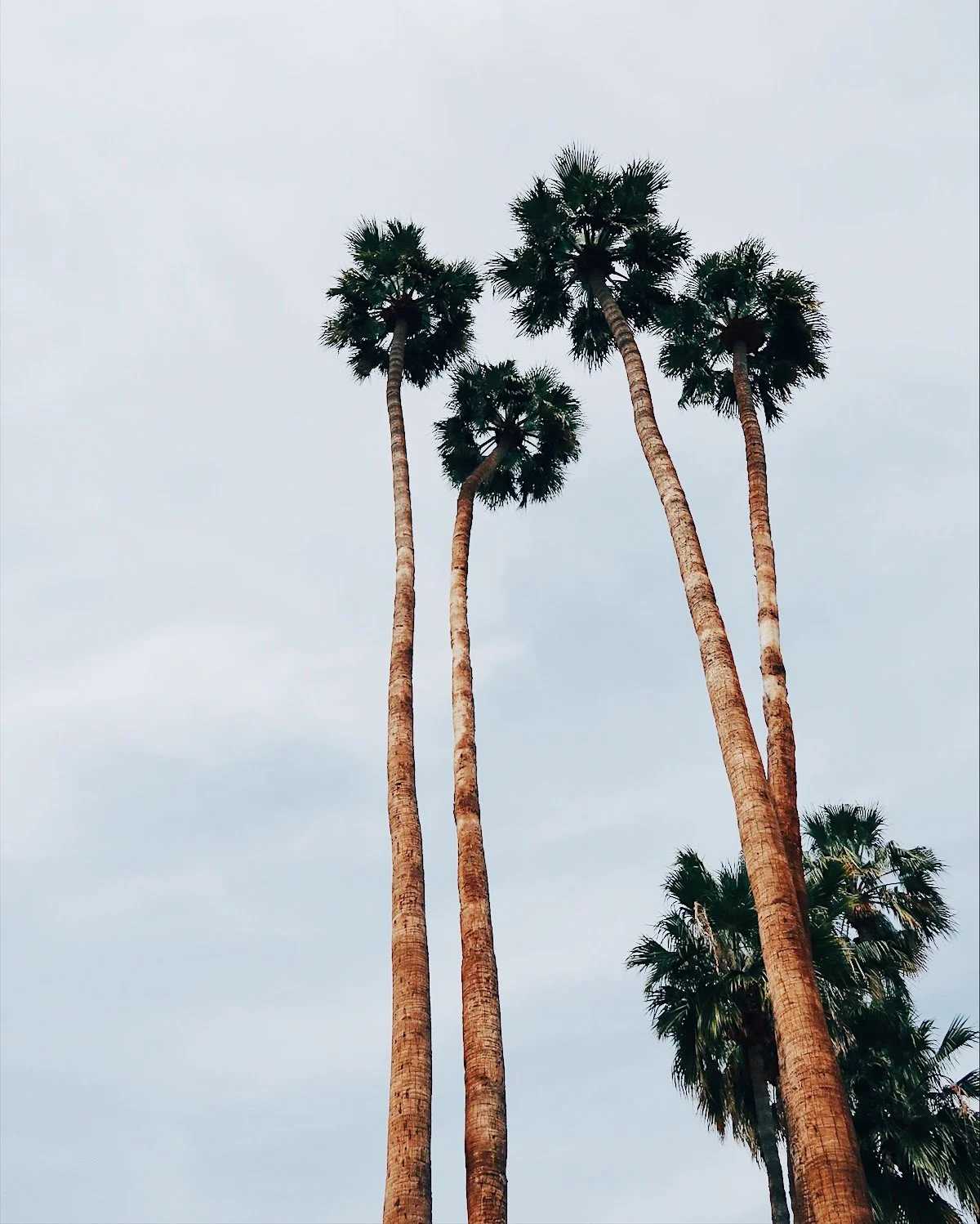 palm springs, california | tinted green
