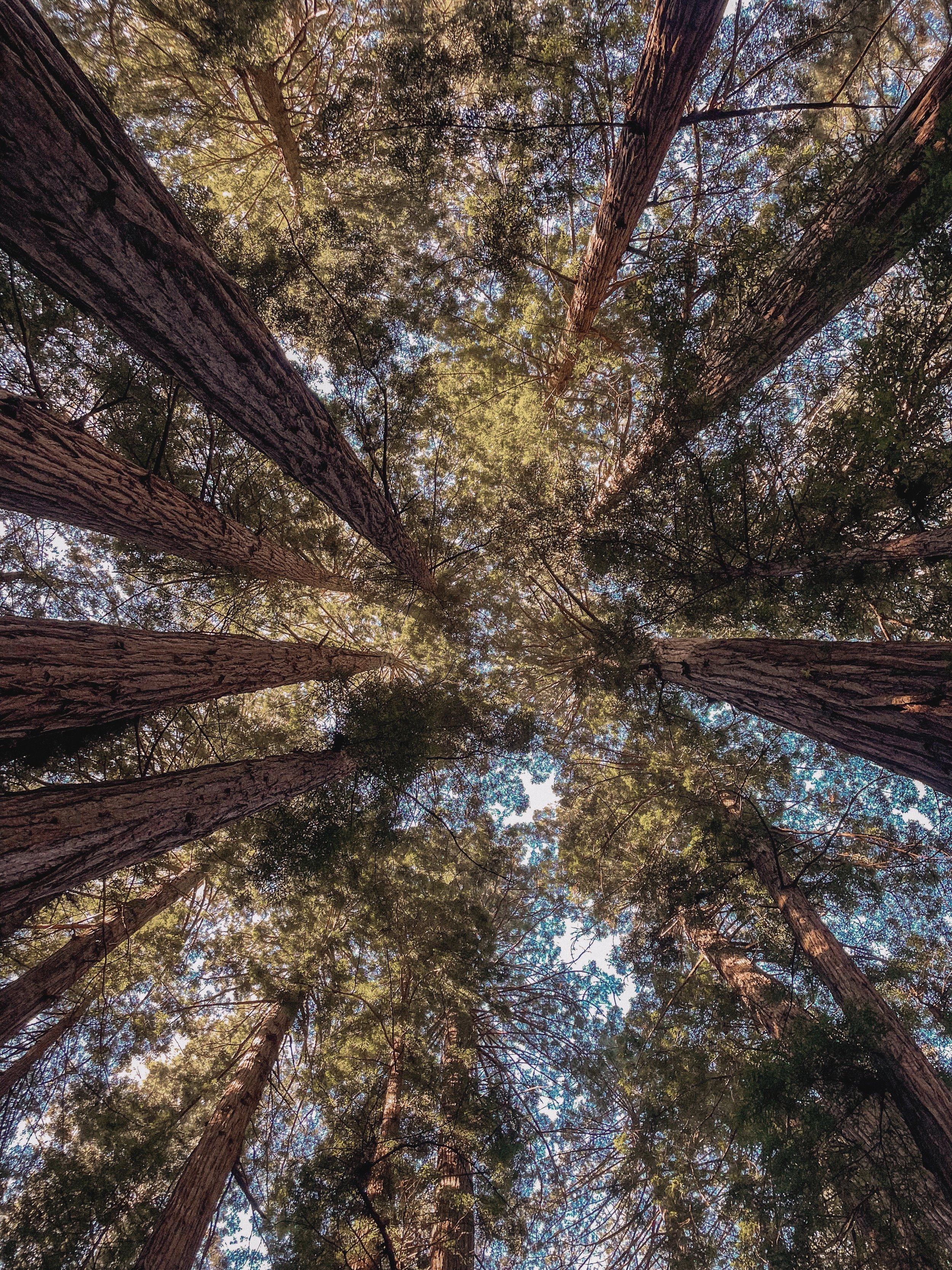 tips for a smooth family day trip to muir woods