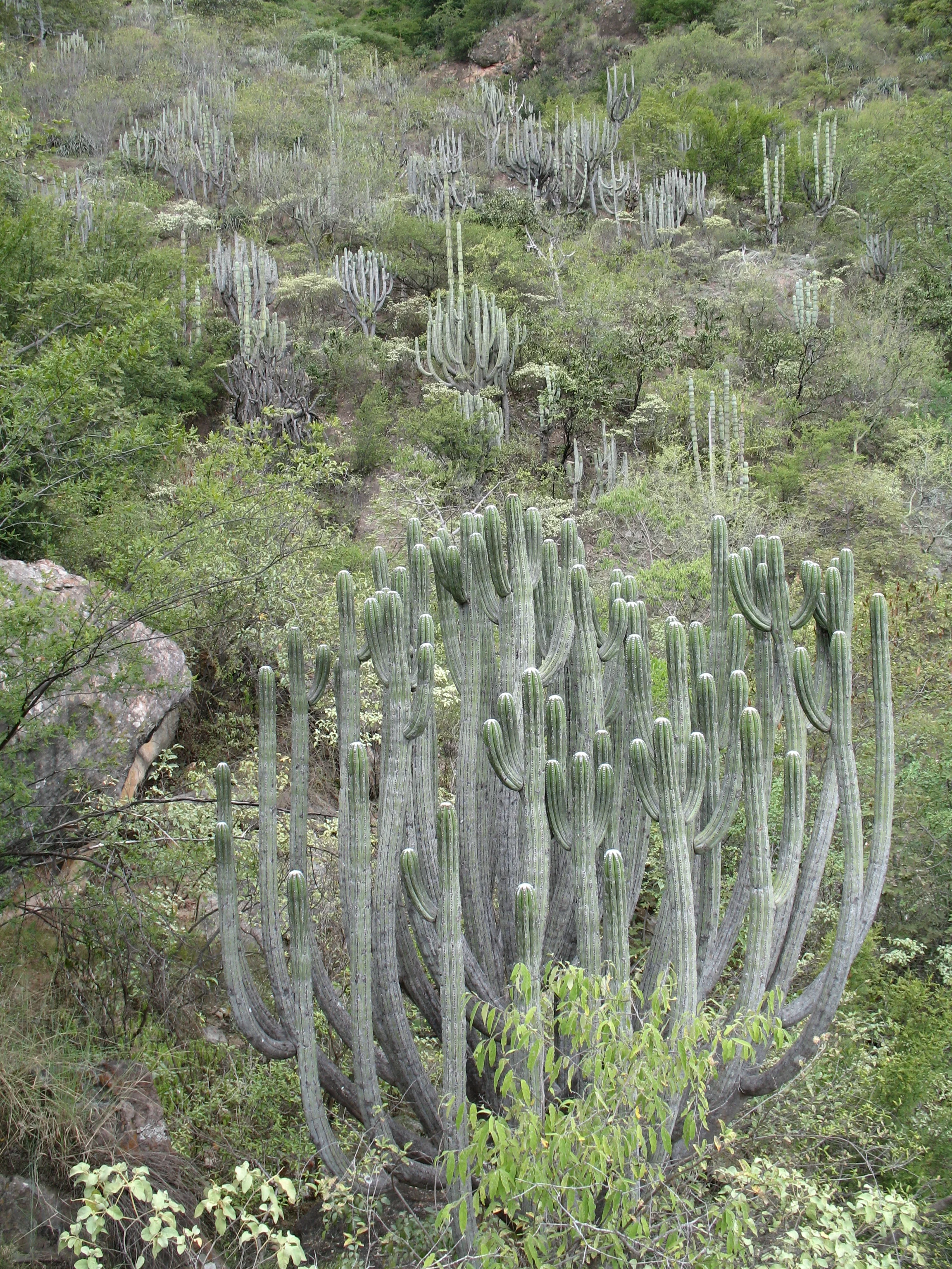 Browningia pilleifera (Ritter) Hutchison