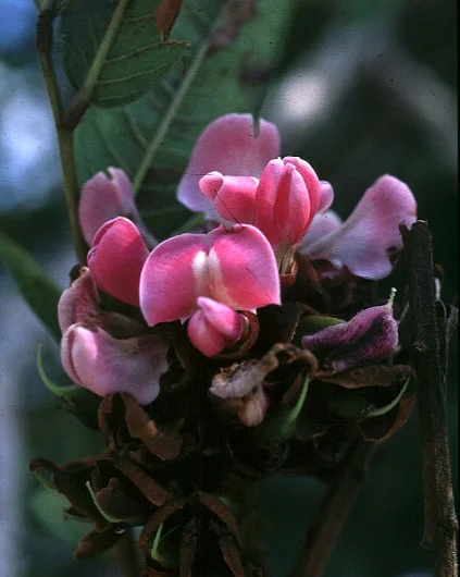 Andira anthelmia (Vell.) MacBride