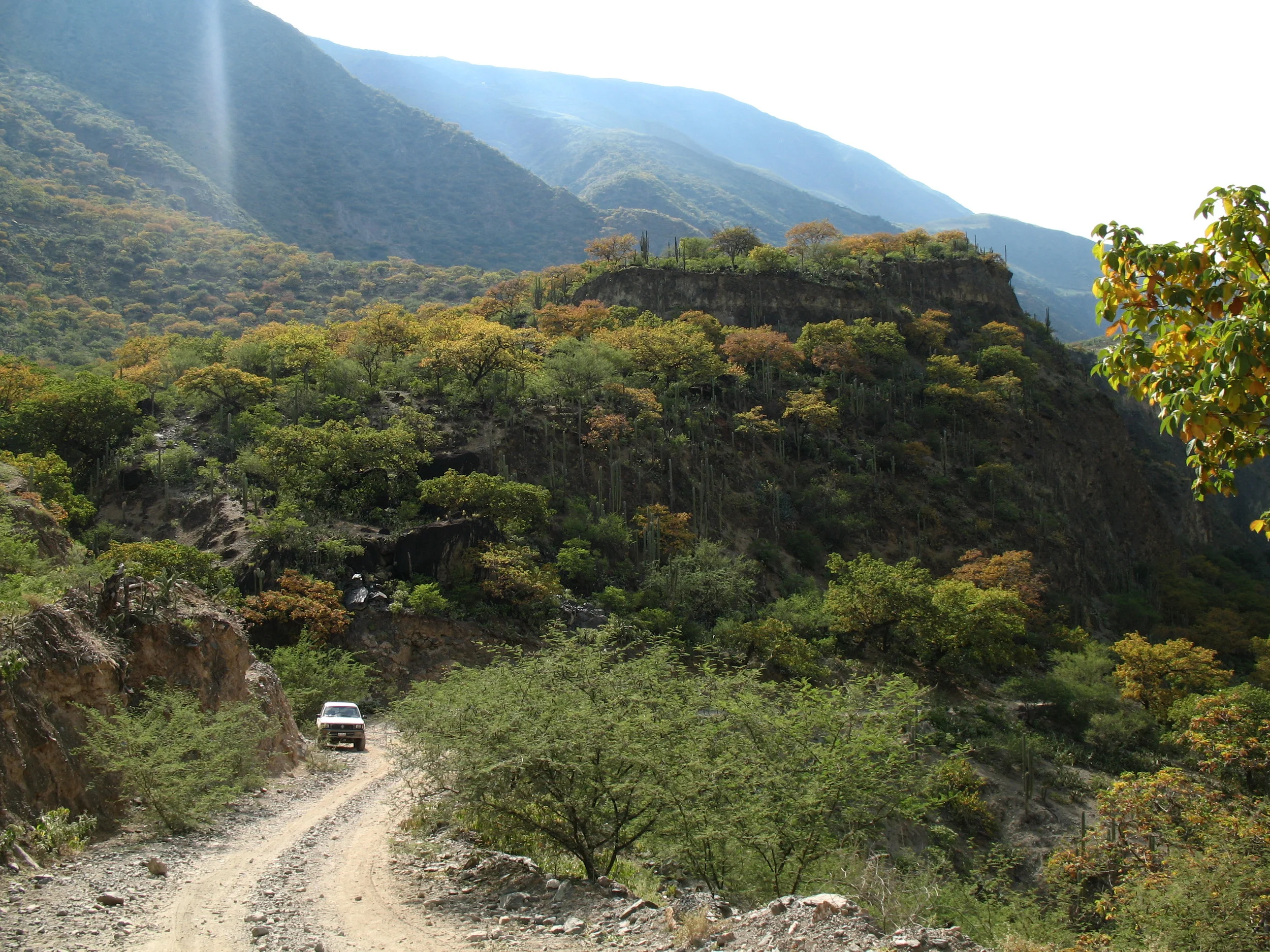 Niche evolution of South American trees