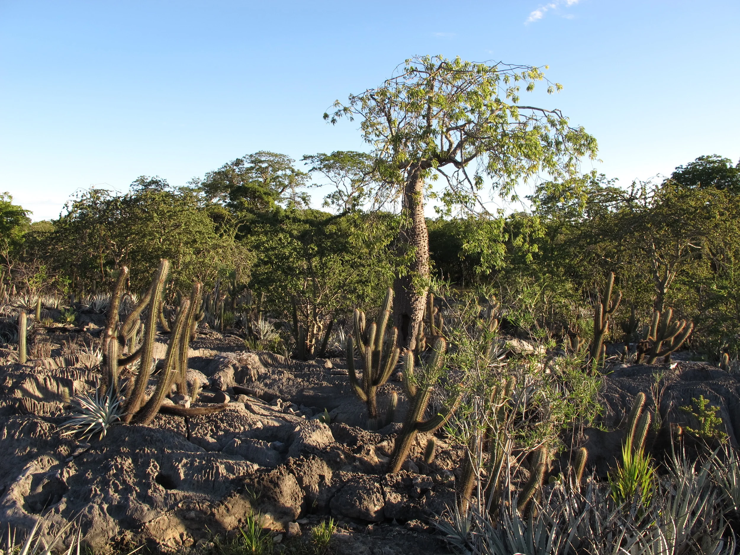 Dry forest, northern Minas Gerais, Brazil