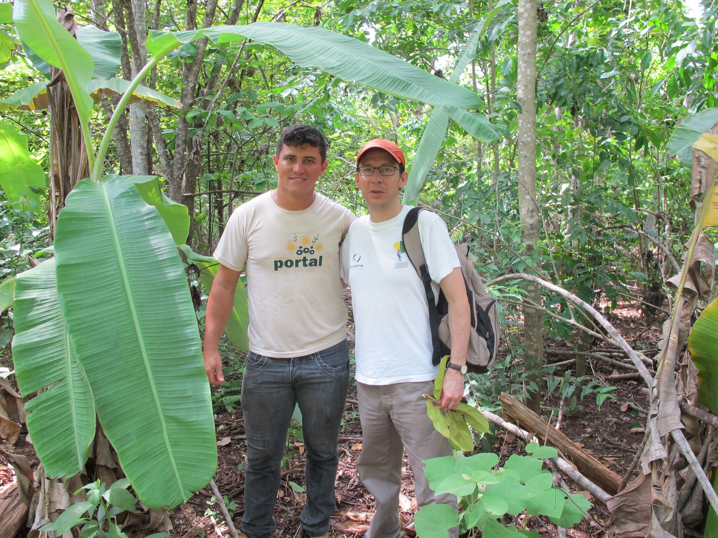 Agroforestry system developed by Instituto Ouro Verde, Mato Grosso, Brazil
