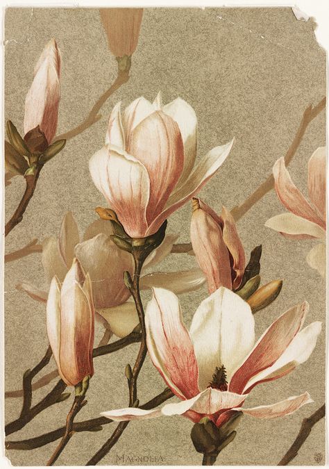  Floral image from the bride for inspiration, gotta love Magnolias, timeless beauty. 