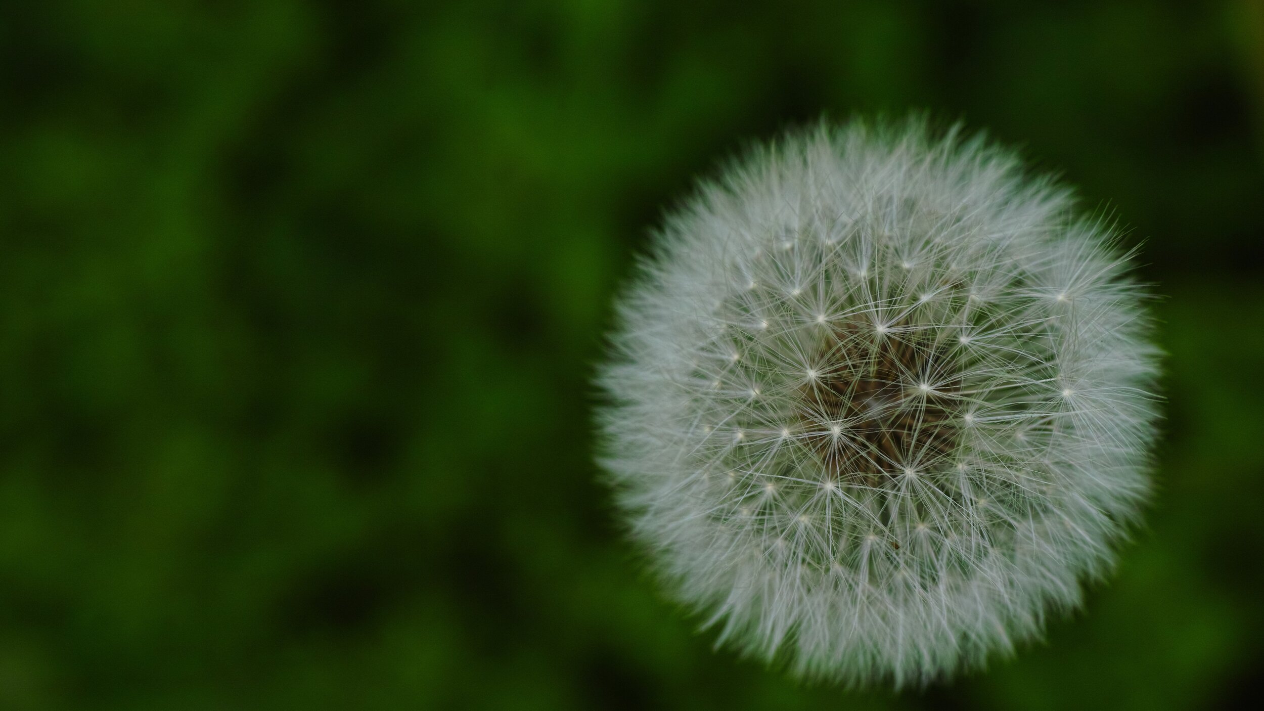 dandelion-944359.jpg