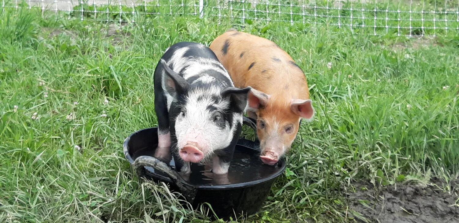 pigs.jpg