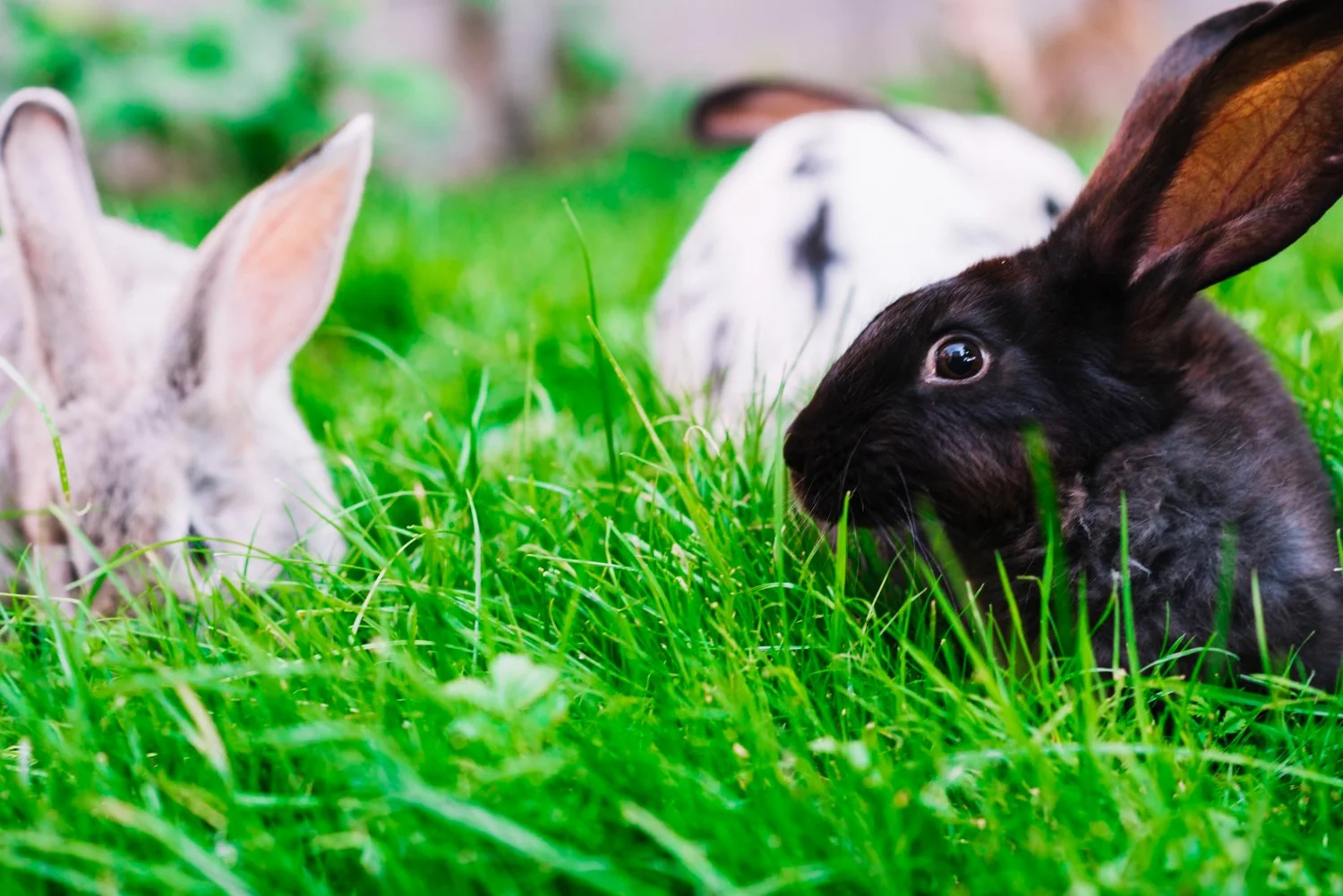 close-up-rabbits-green-grass.jpg