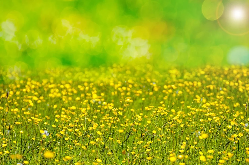 info om BNK´s nyhetsbrev