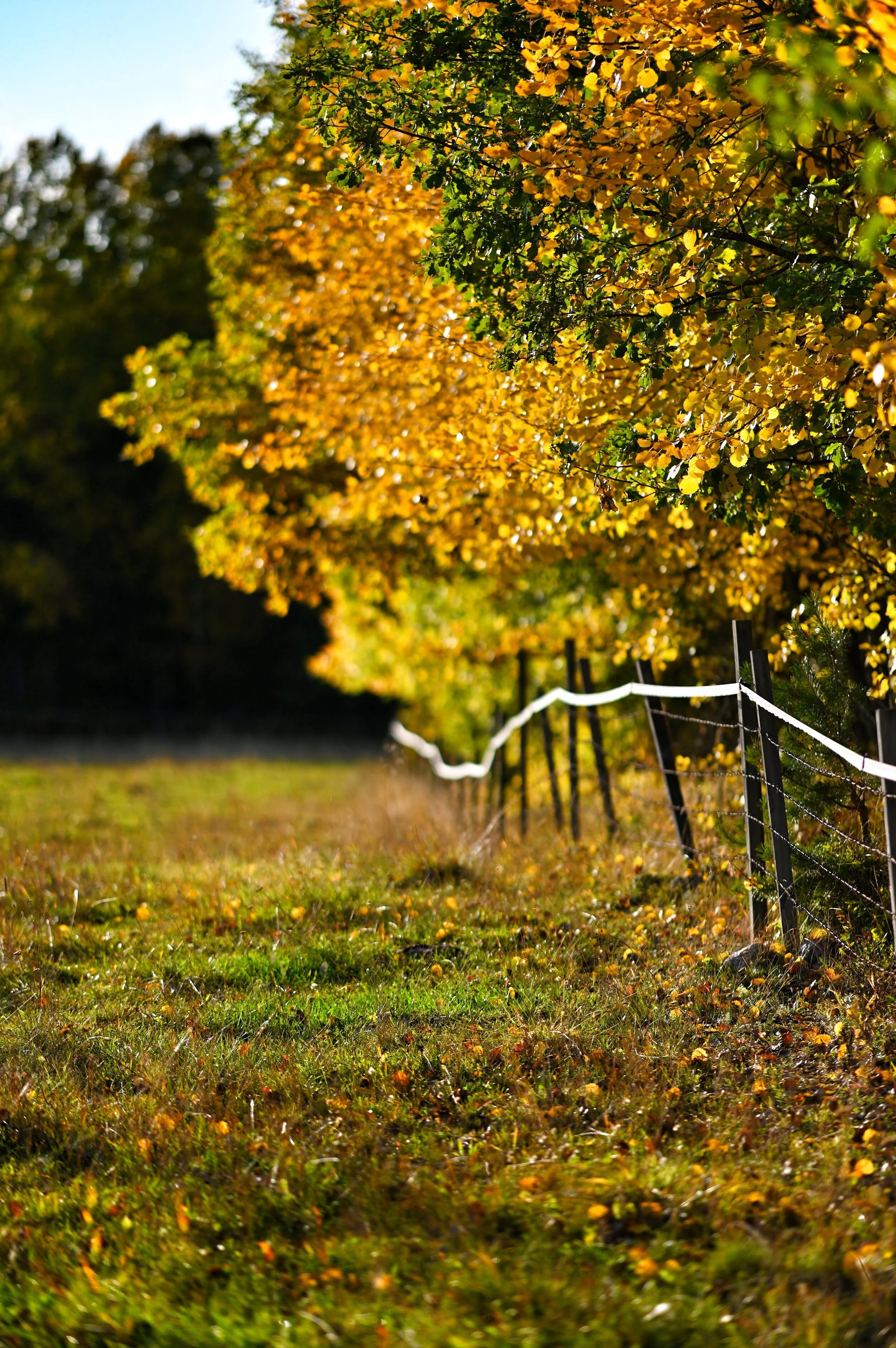 Program inhiberat för hösten och vintern 2020