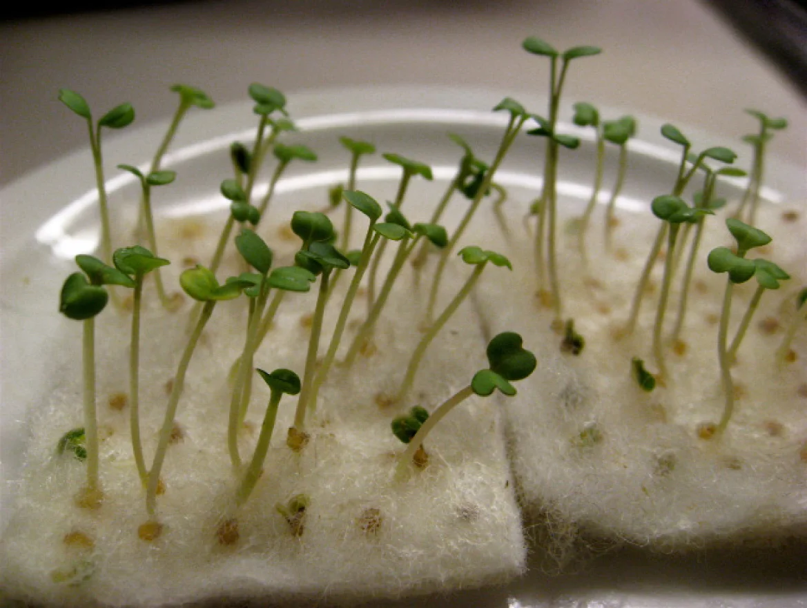 little+green-6.jpg