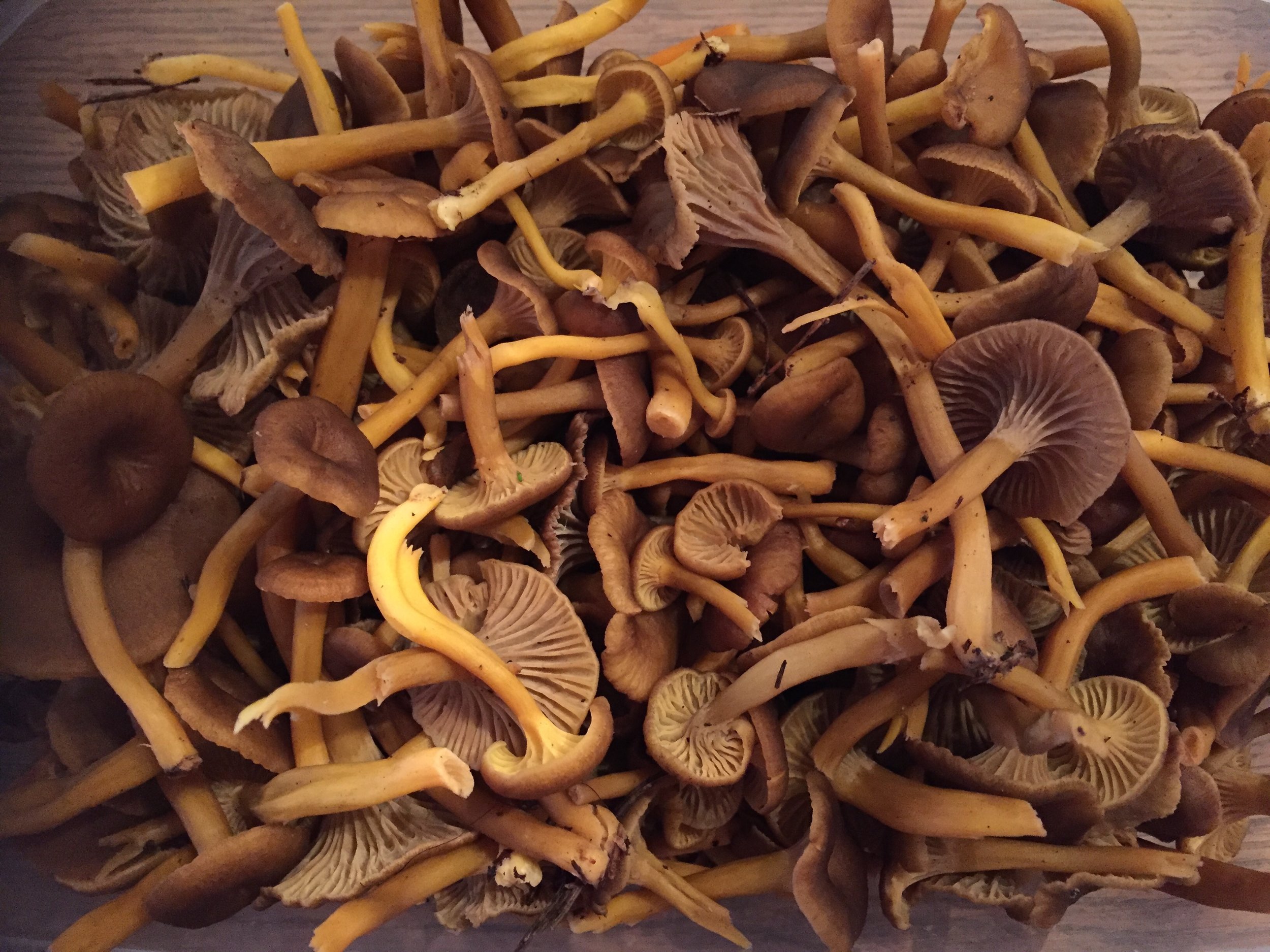 Foraging for wild mushrooms