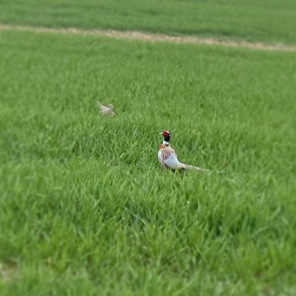 Fabulous phessies #pheasant #pheasantsofinstagram #countryside #greatoutdoors #nature #staycation