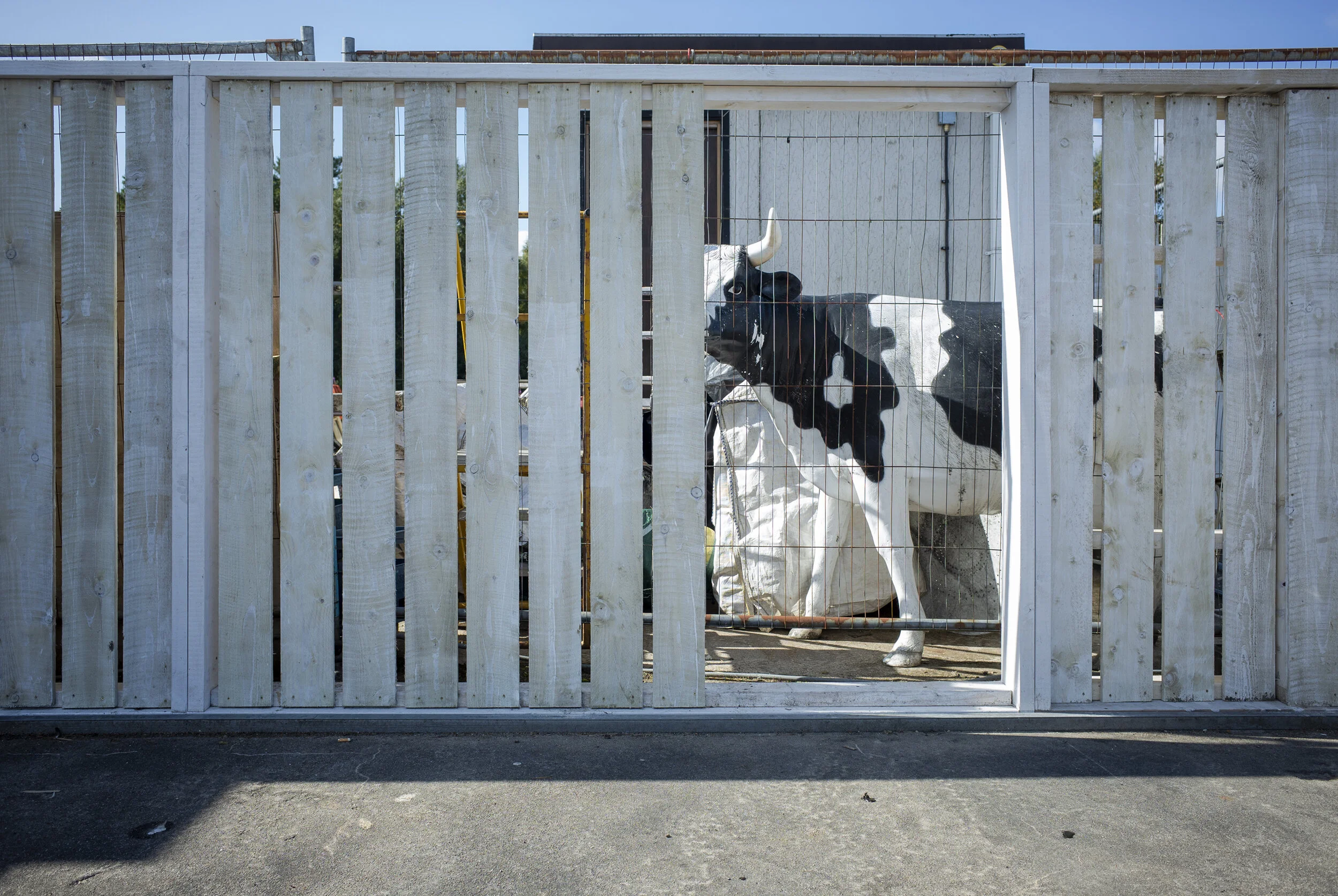The leering cow, Dalwhinnie.