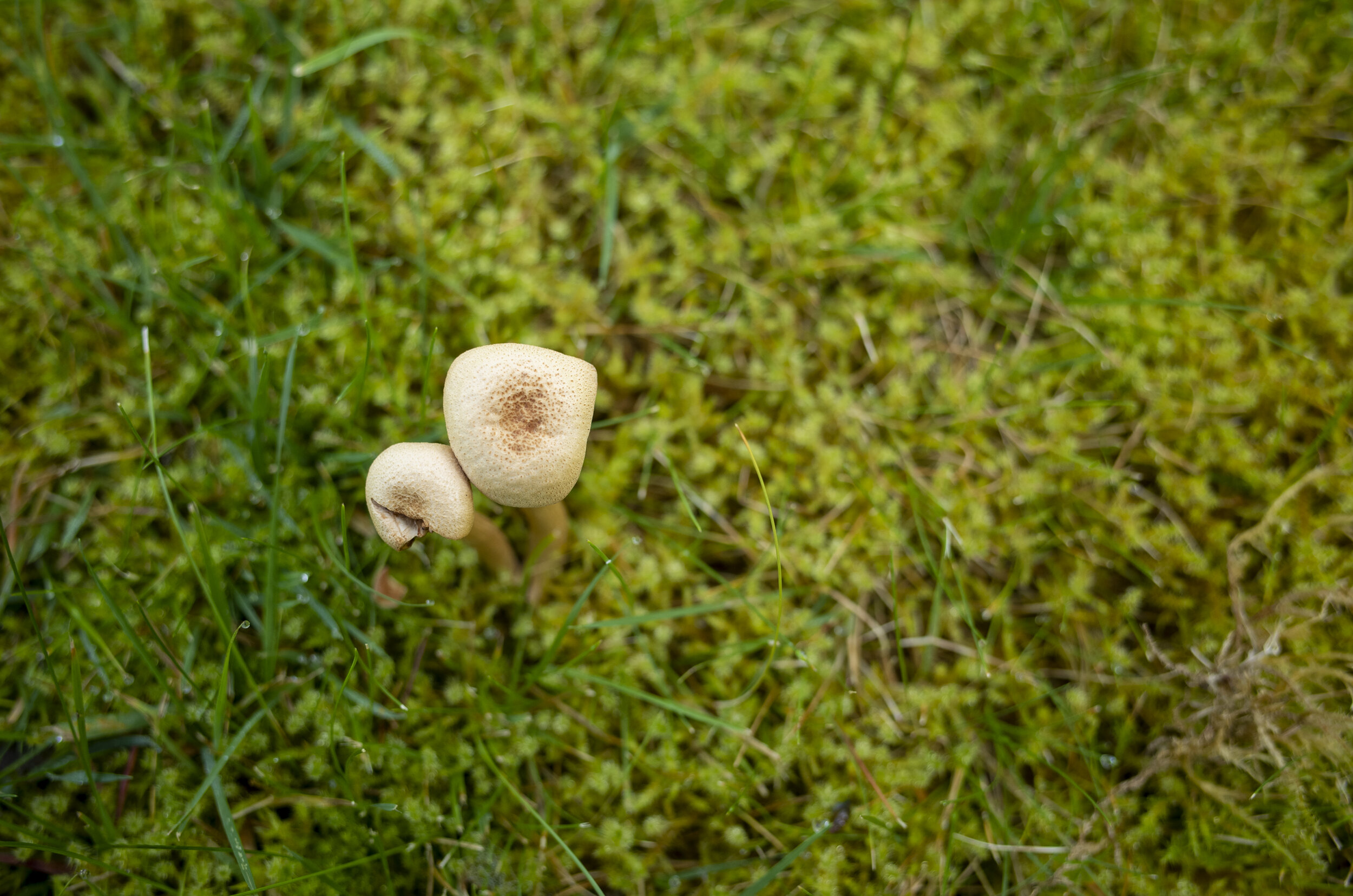 “If you were edible I would still be incapable of eating you.”