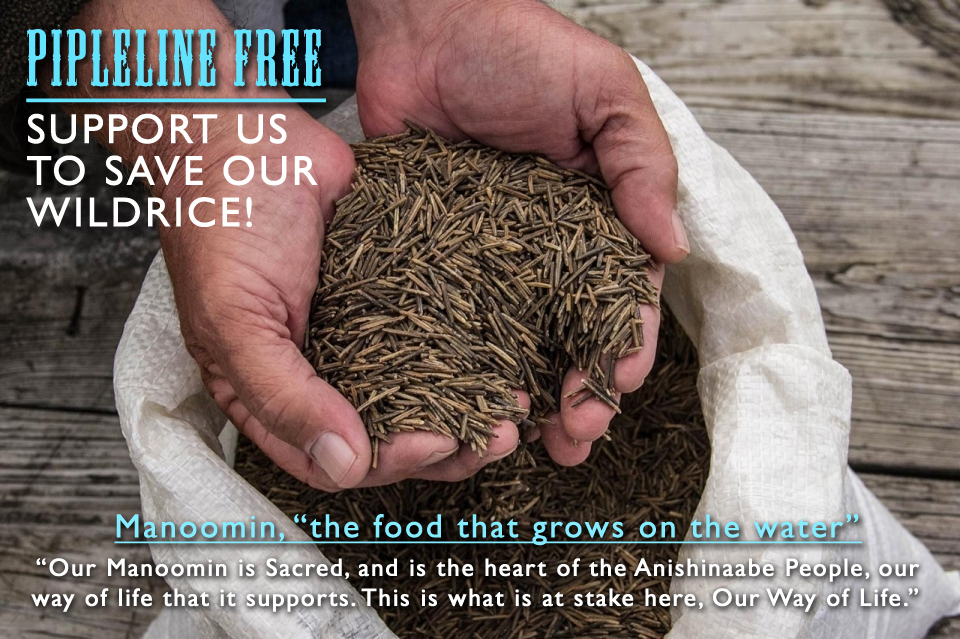 This is Manoomin, "Food that Grows on the Water" Photo by Jolene Yazzie