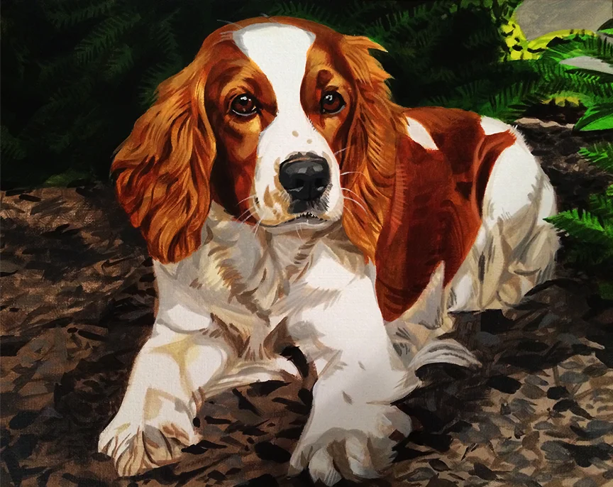 Springer Spaniel.jpg