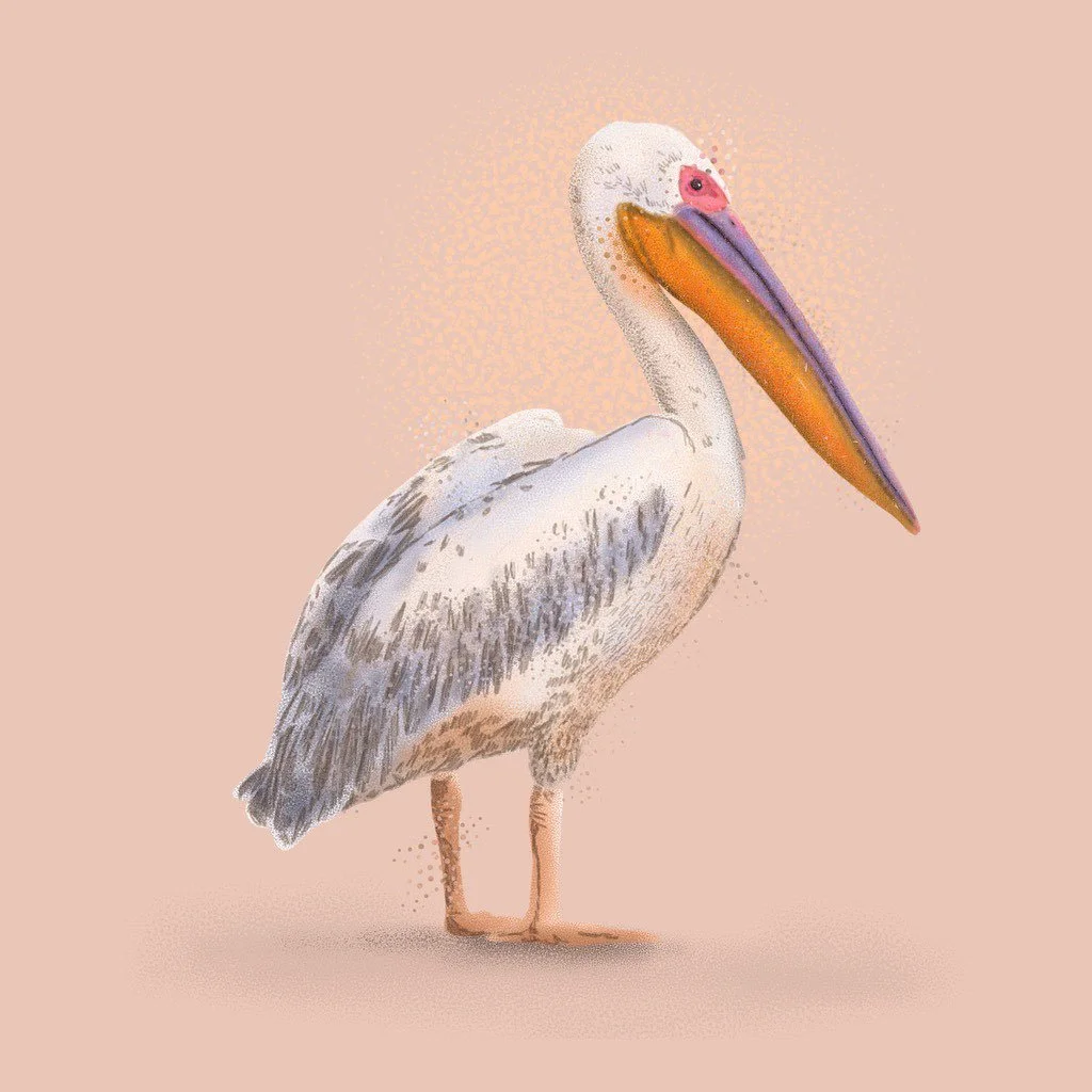 Pelican