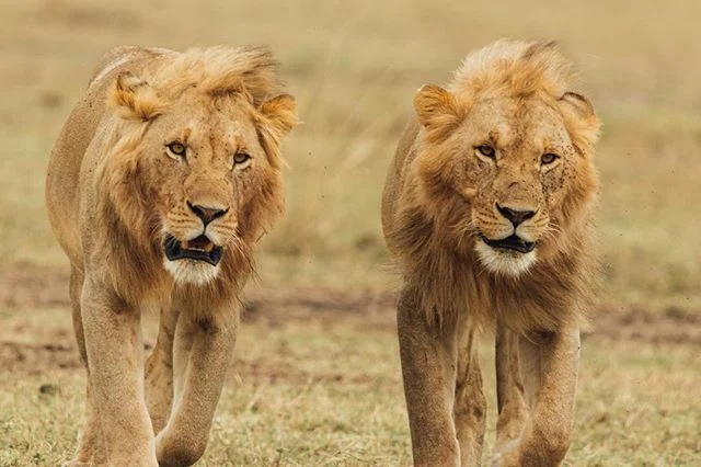 The Maasai Mara did not disappoint with the lions.⠀
.⠀
.⠀
.⠀
.⠀
.⠀
.⠀
.⠀
.⠀
.⠀
.⠀
.⠀
.⠀
#lion #maasaimara #kenya #theking #safari #travel #gotokenya #please #canon #sigma