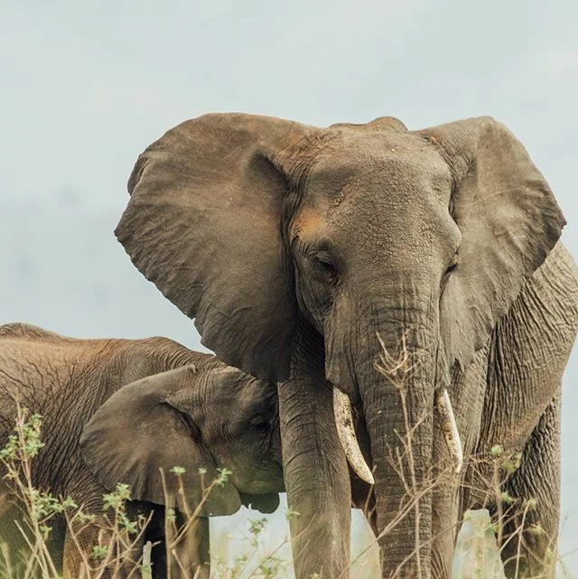 I&rsquo;m not political by any means. I actually don&rsquo;t know very much about what&rsquo;s happening in politics right now. So this is not a political post, well maybe a little bit. When I heard about President Trump possibly lifting the Elephant