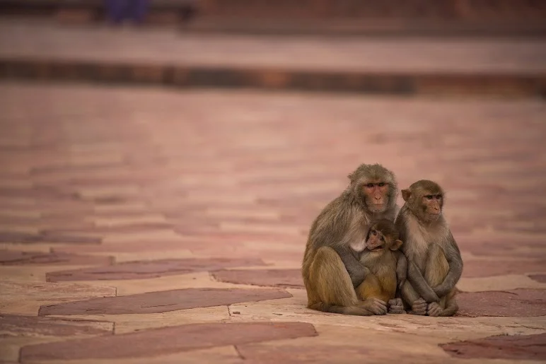 Monkeys | Agra
