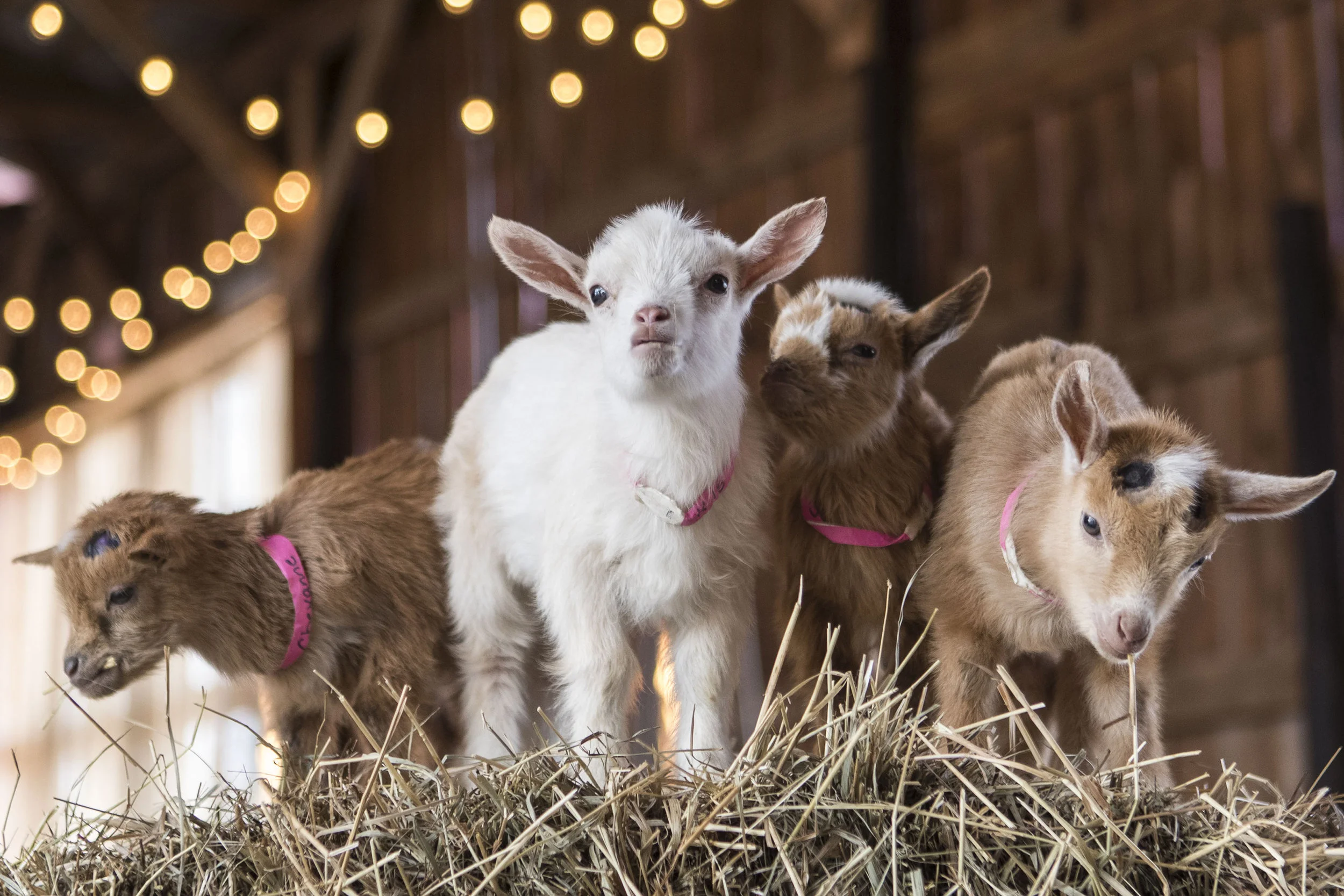 goatyoga.jpg