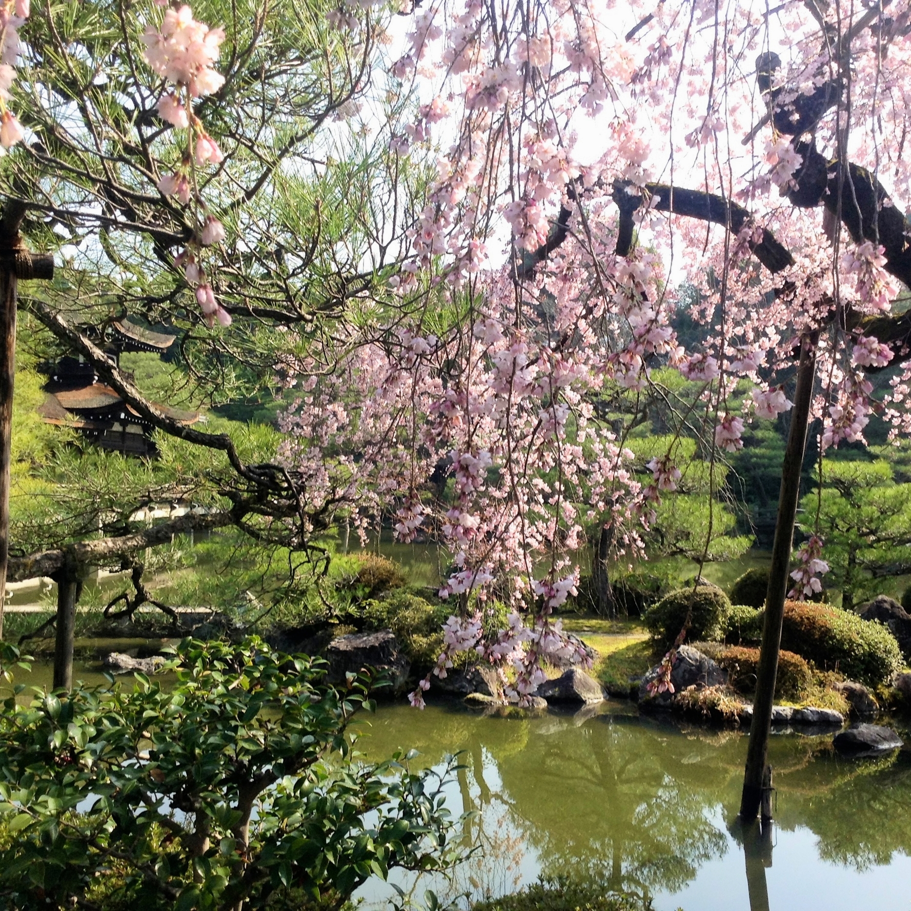 Cherry Blossom Season in Kyoto