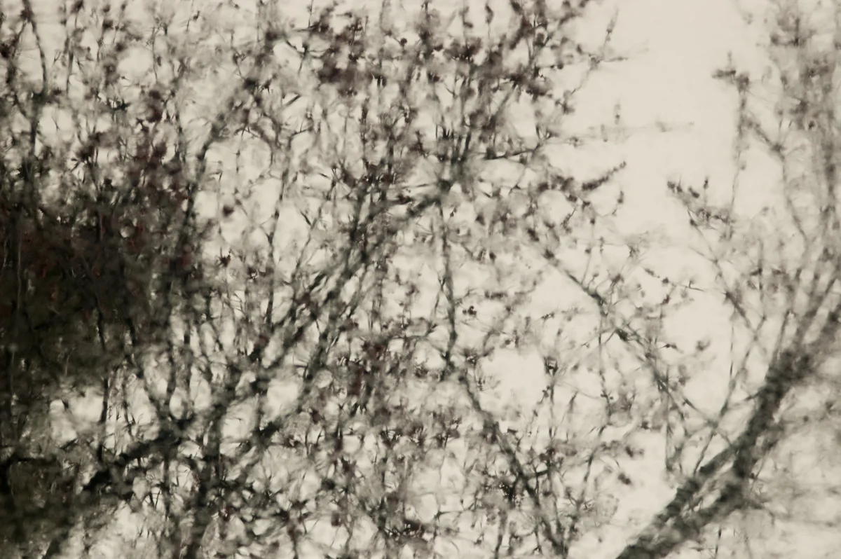 reflected tree.jpg