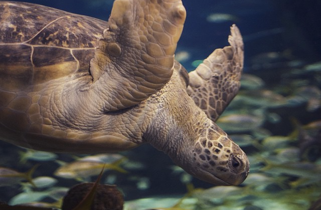 Ripley's Aquarium of The Smokies