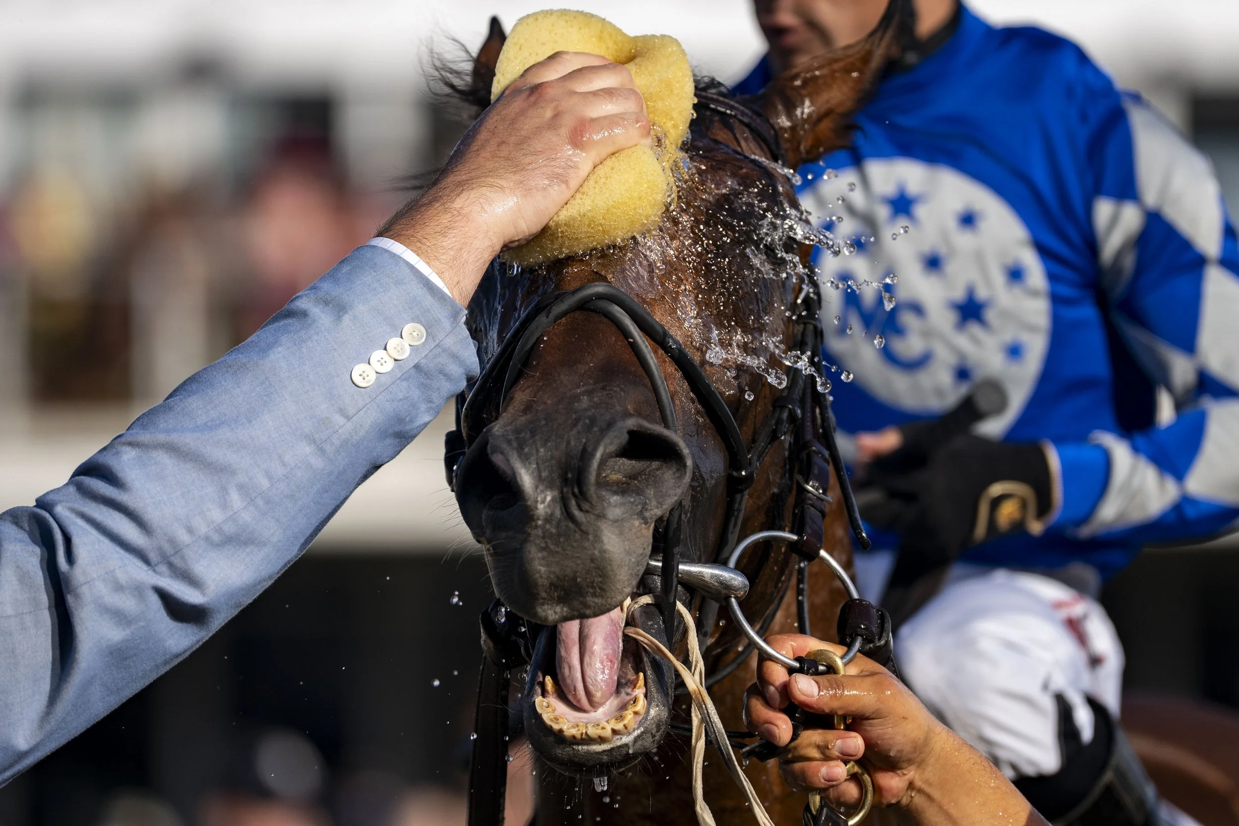  #10 Fort Washington is washed after winning The Dinner Party Stakes at Pimlico Race Course in Baltimore, Maryland on Saturday, May 17, 2025. 