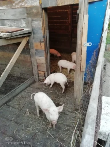 Mercy House Farm.jpg